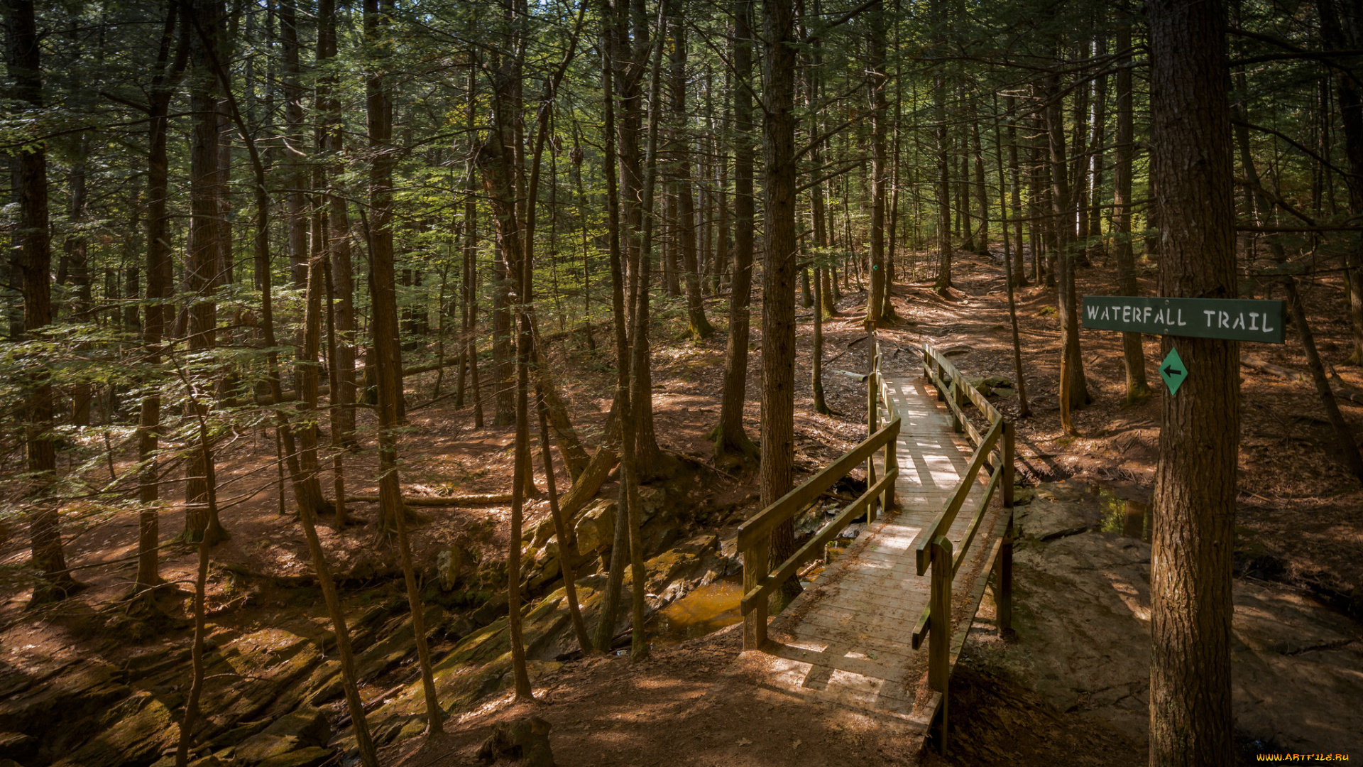 природа, лес, простор