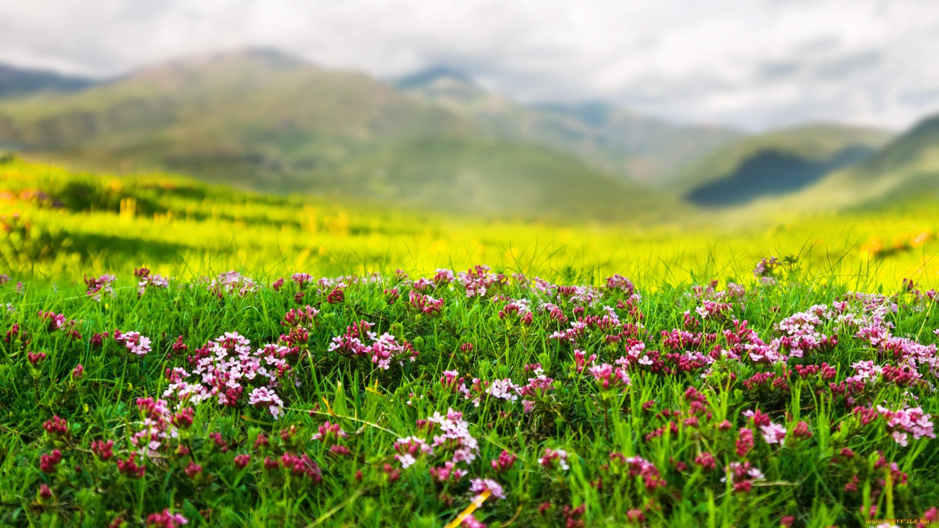 природа, луга, травка, горы, цветы, весна