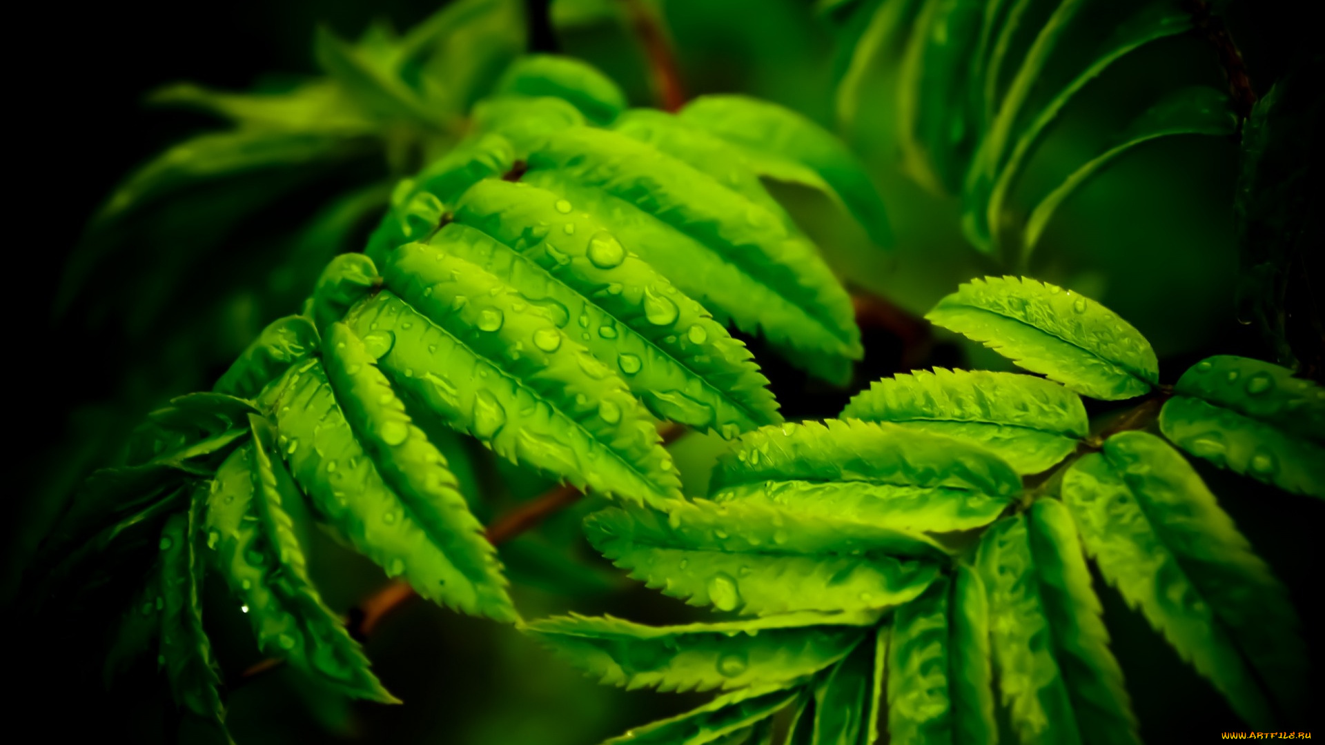 разное, капли, , брызги, , всплески, макро, воды, зелень, размытие, трава, листья