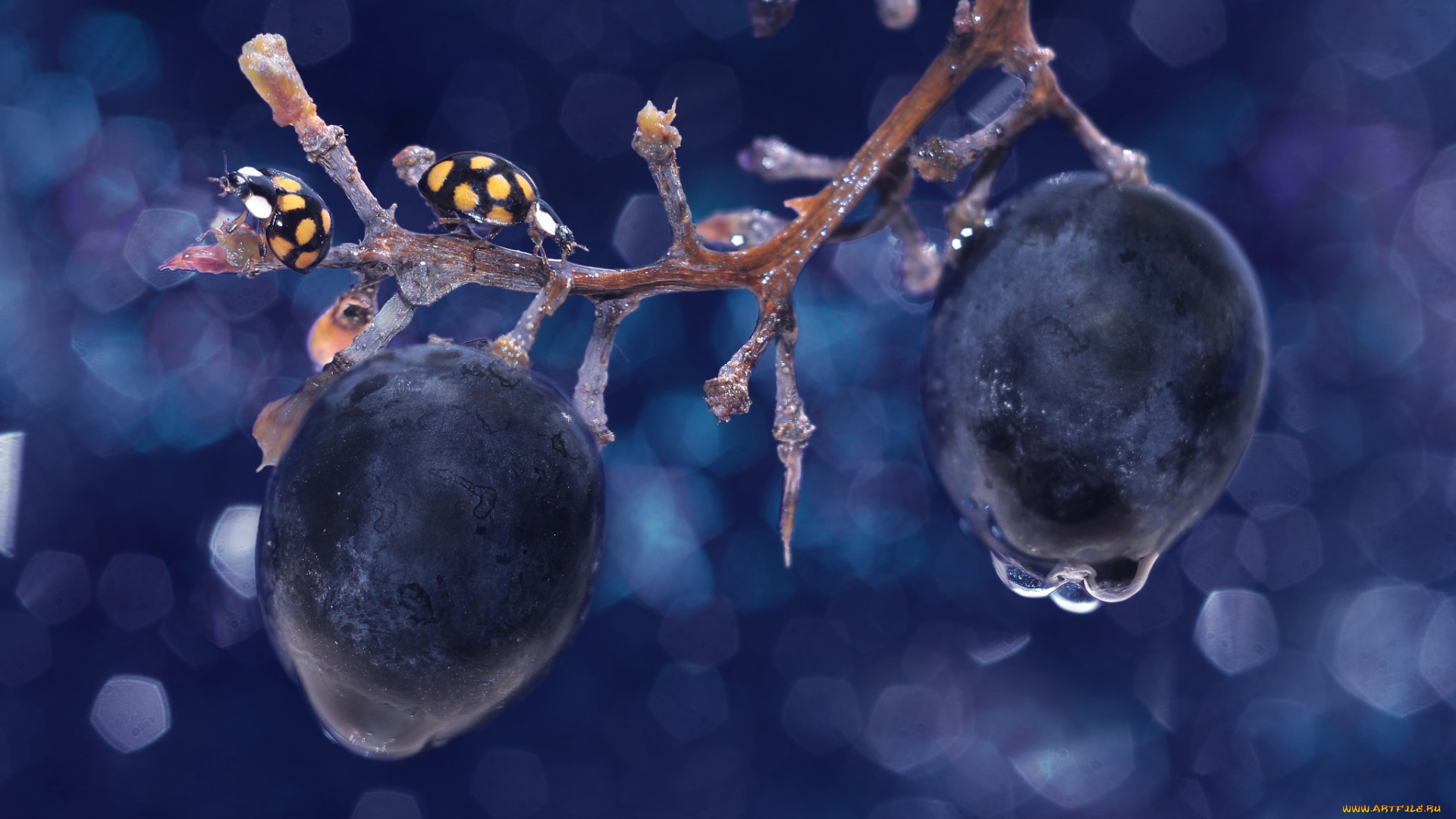 животные, божьи, коровки, жуки, божья, коровка, лёд, капли, виноград, макро, ветка