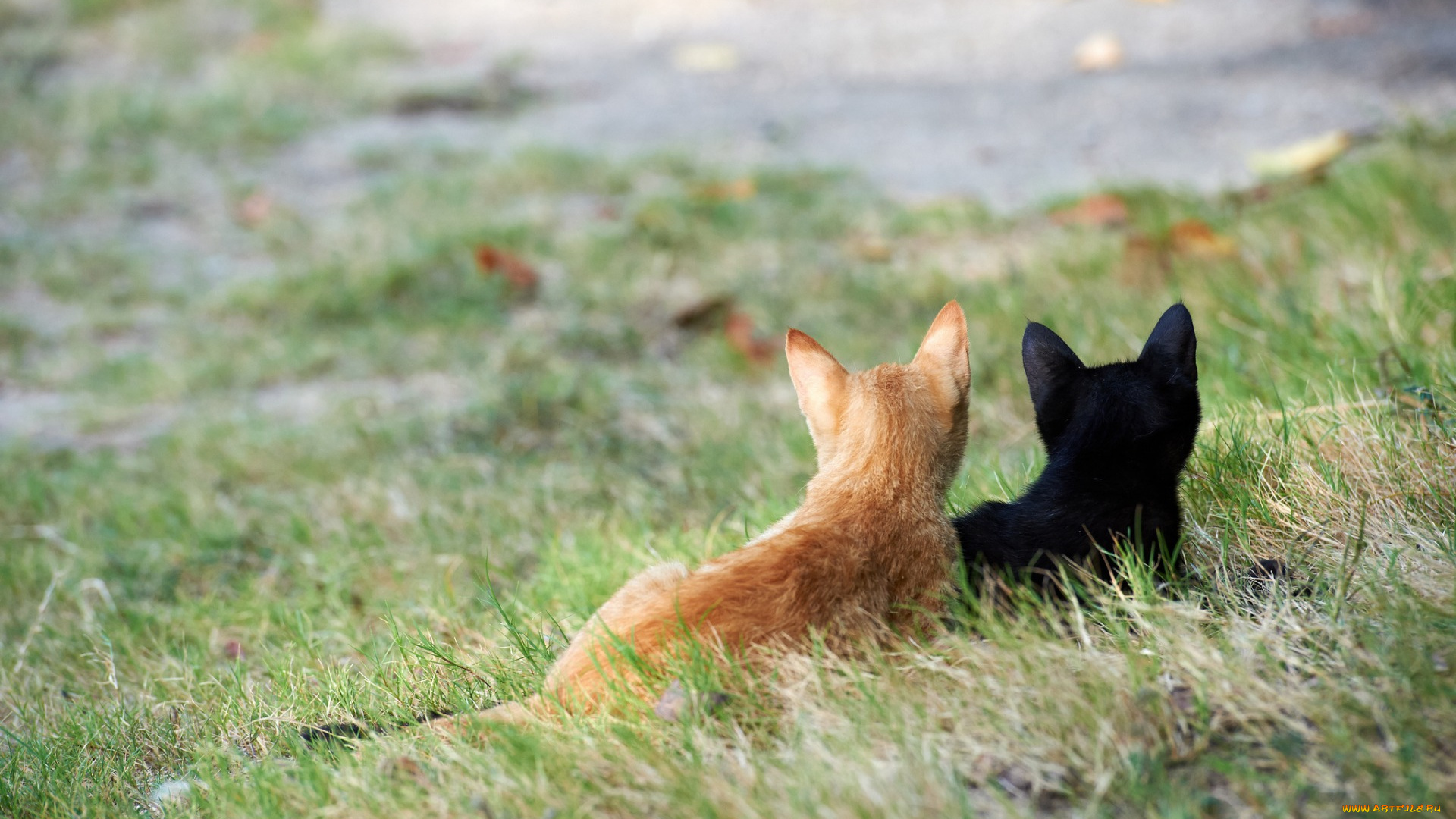 животные, коты, двое