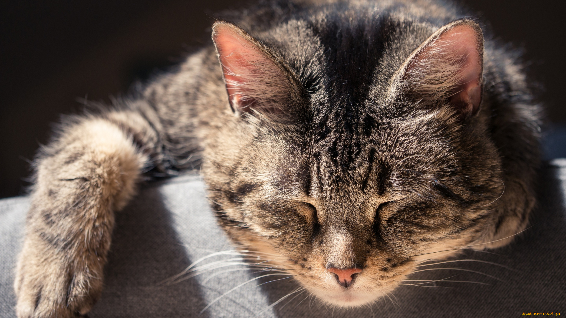 животные, коты, спящий, кот, кошка, сон, мордочка