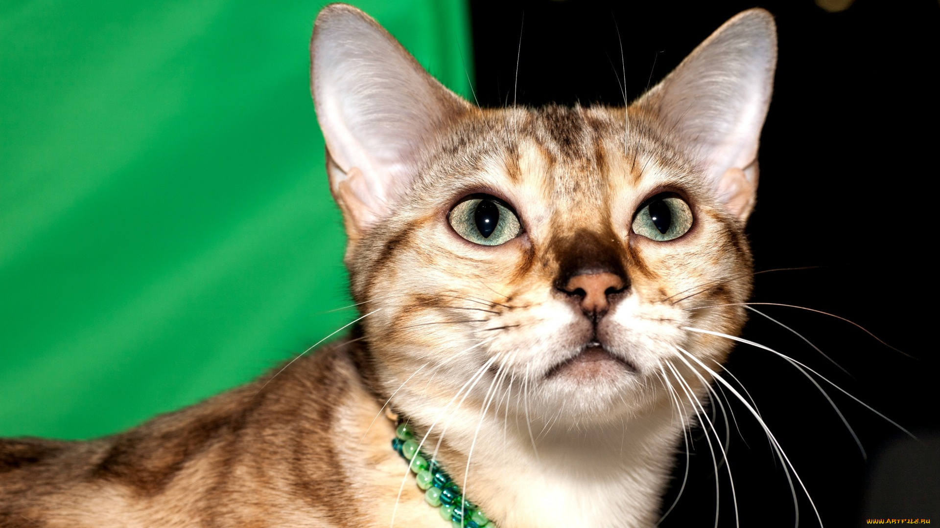 животные, коты, взгляд