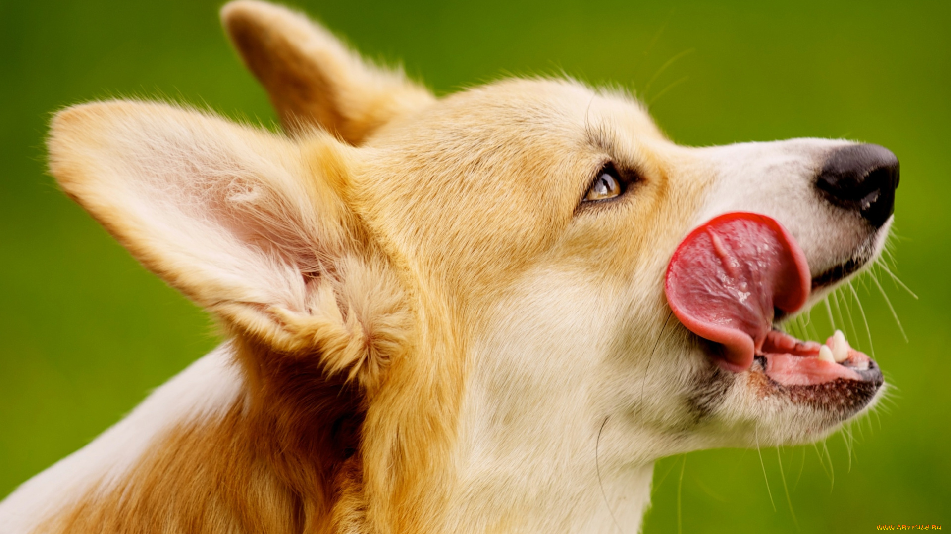 животные, лисы, язык, пемброк, порода, вельш-корги, уши