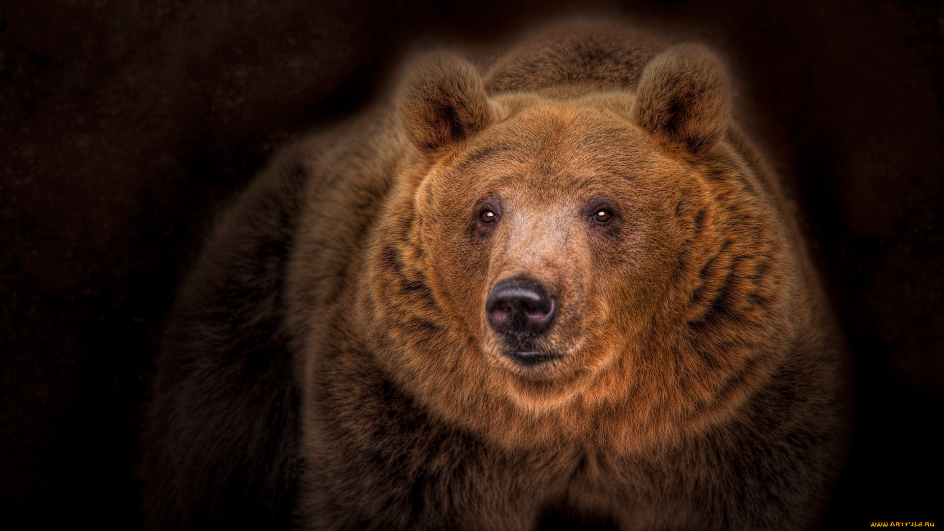 животные, медведи, медведь, топтыгин, тёмный, фон, портрет