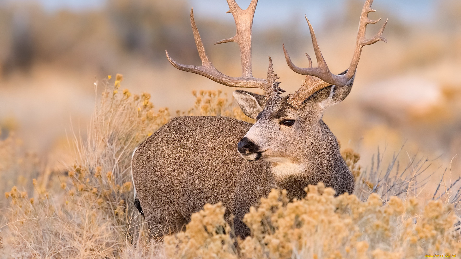 животные, олени, олень, осень, природа