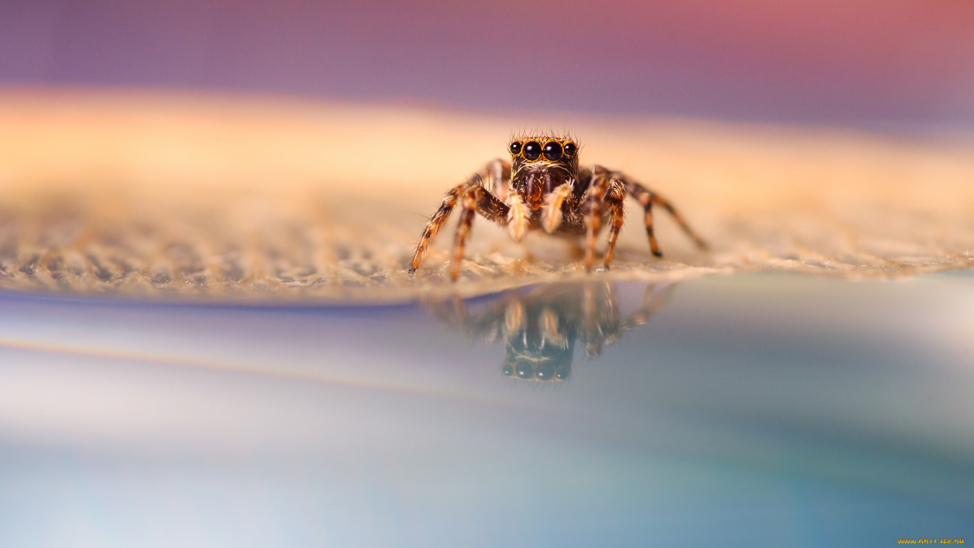 животные, пауки, лапки, глазки, паук