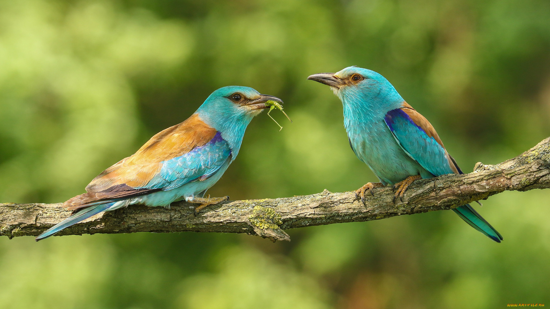 животные, птицы, природа, пара, ветка