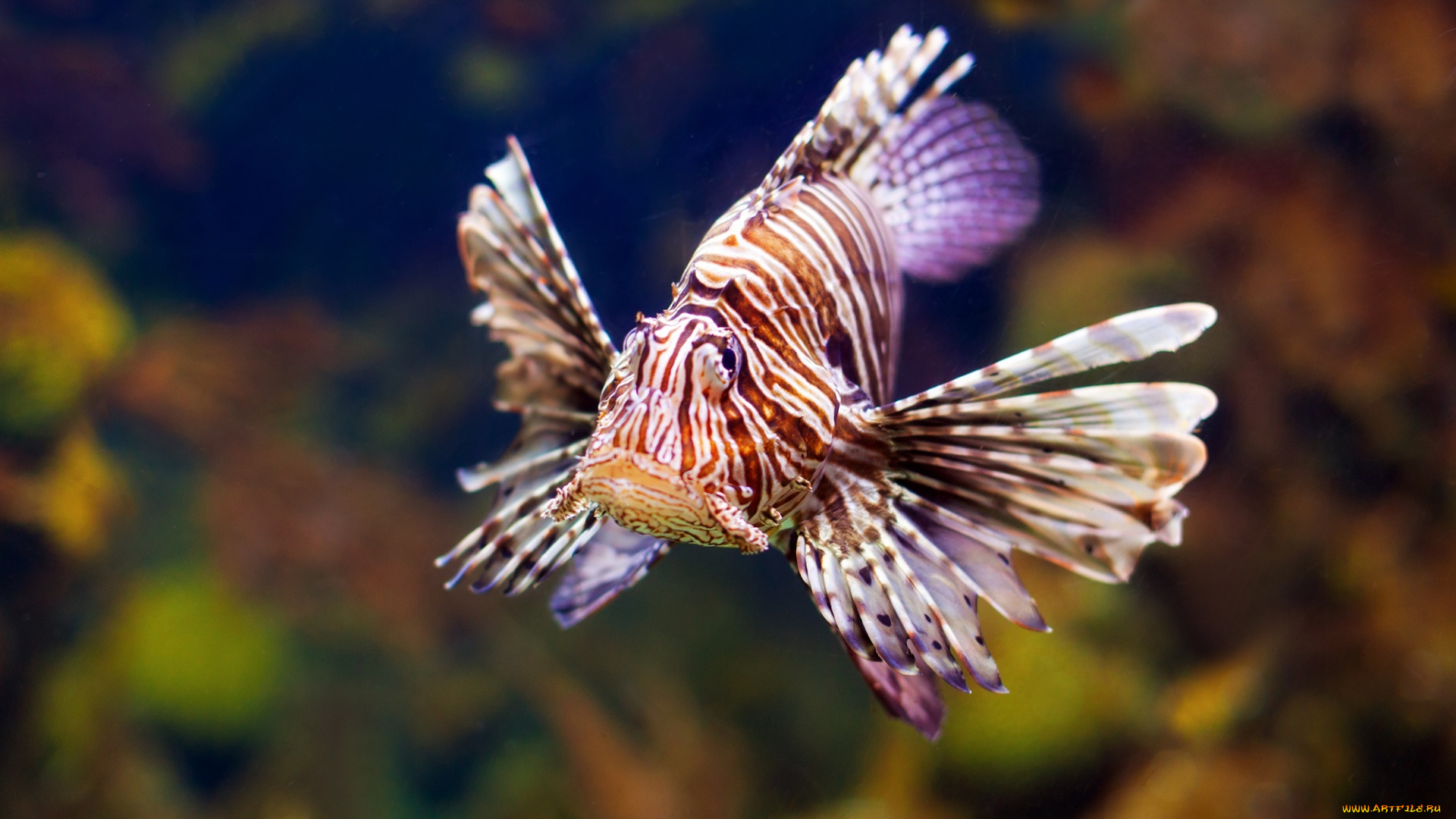 животные, рыбы, море, морское, дно, рыба