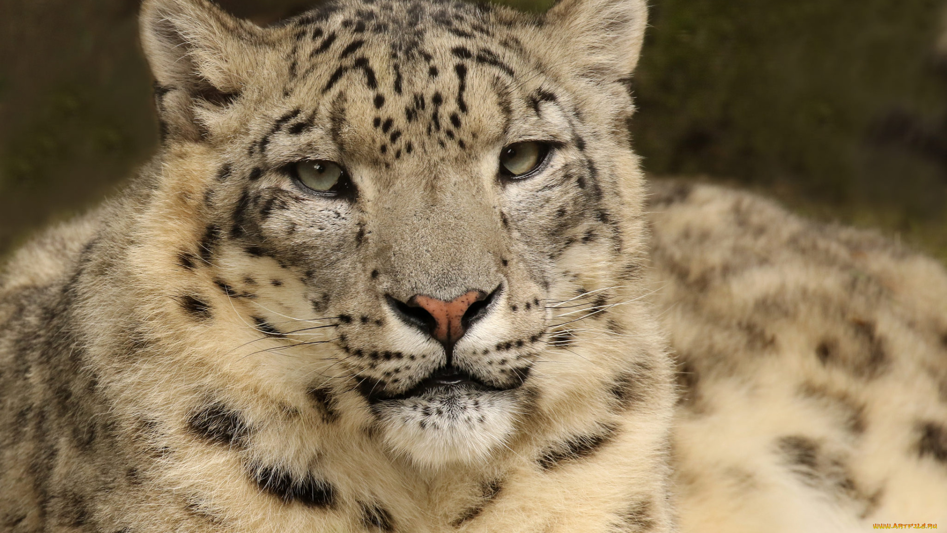 животные, снежный, барс, , ирбис, взгляд, животное, ибрис, снежный, барс