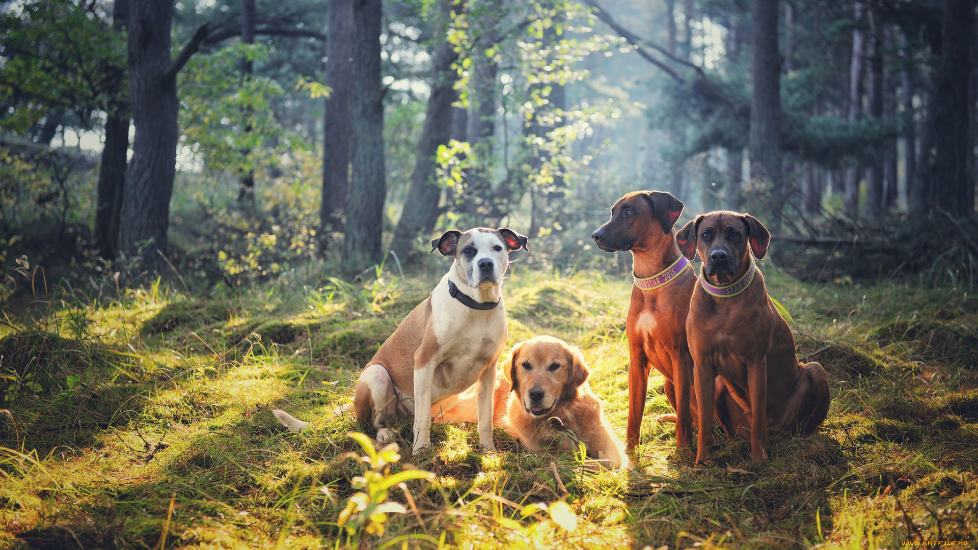 животные, собаки, квартет, друзья