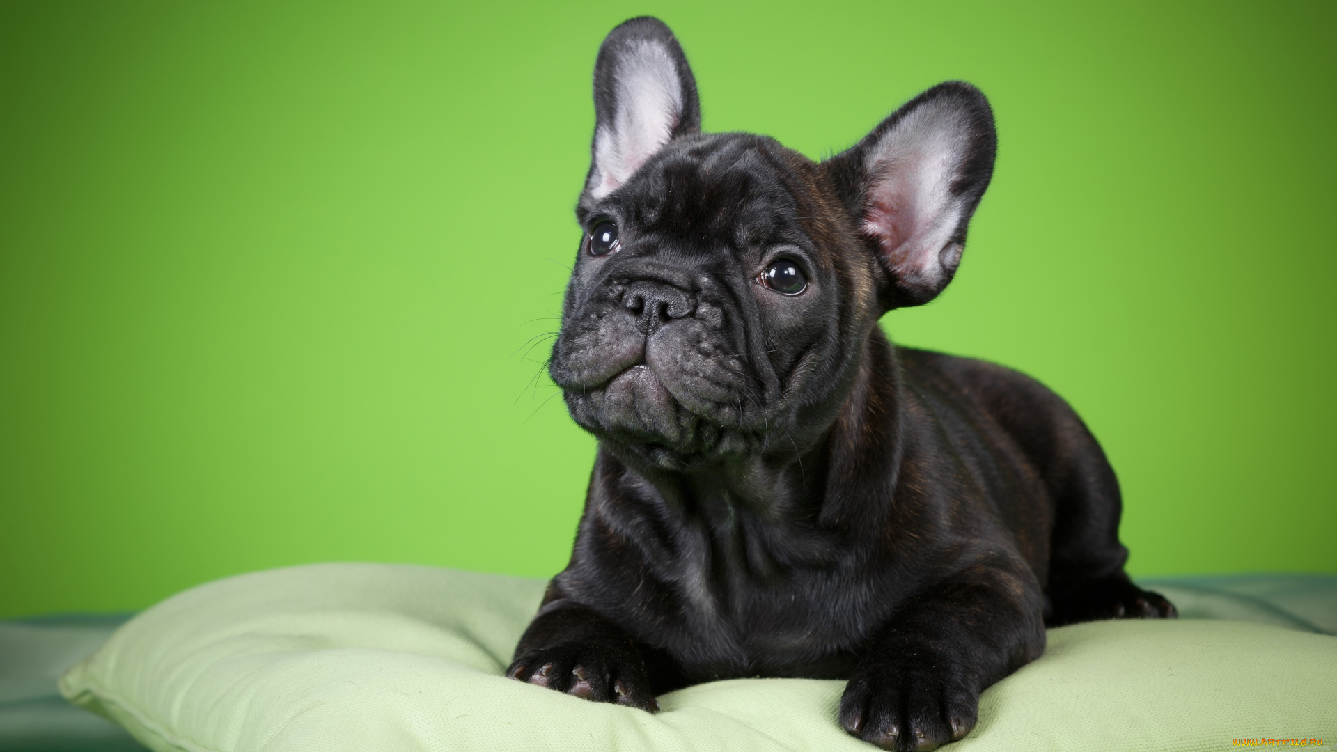 животные, собаки, щенок, подушка, фон