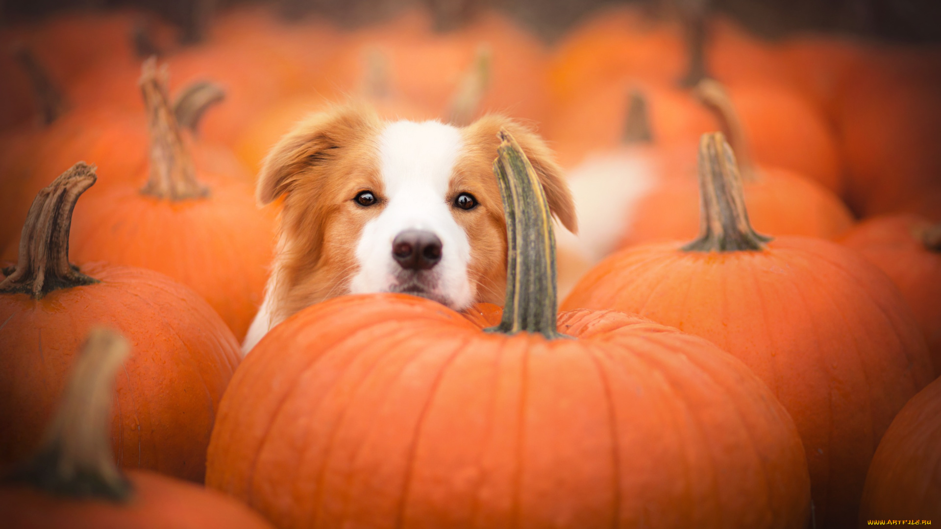 животные, собаки, собака, тыква