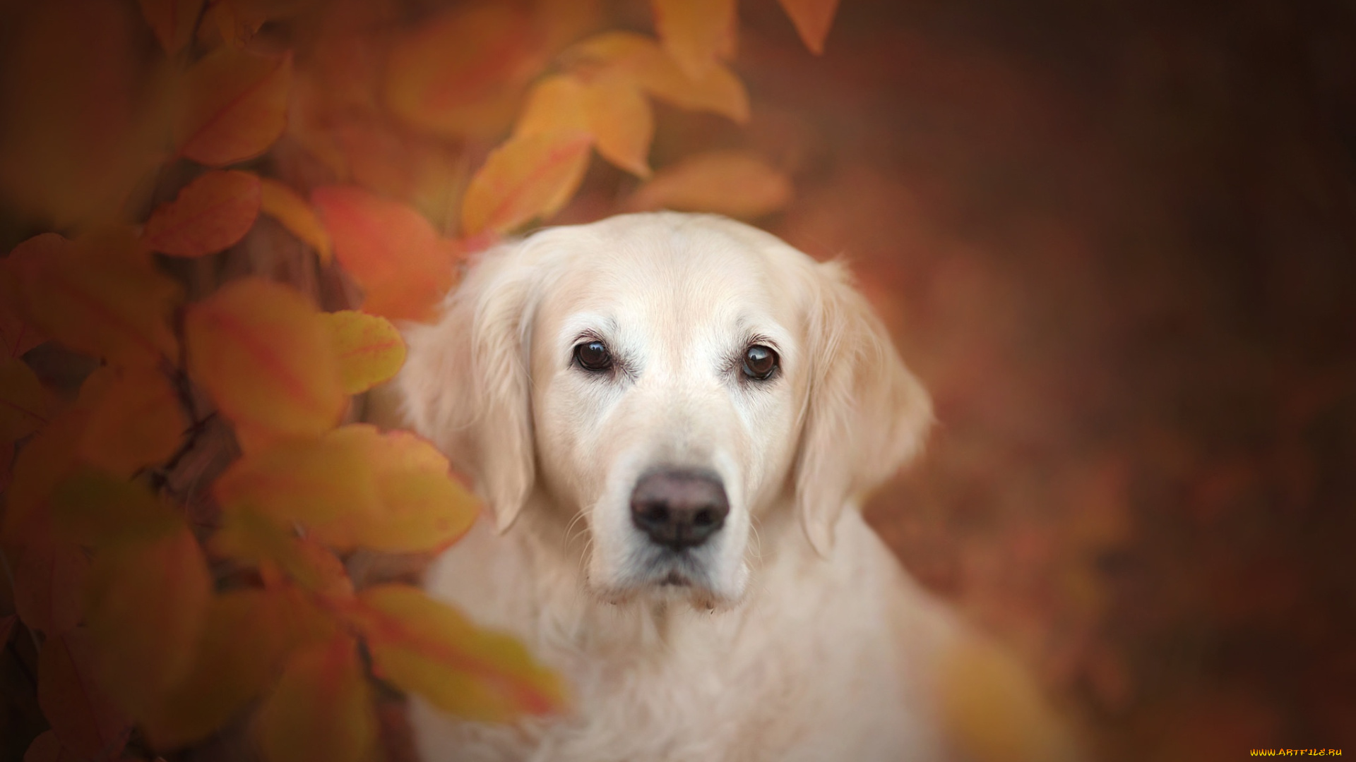 животные, собаки, взгляд, морда, листья, боке, осень, собака