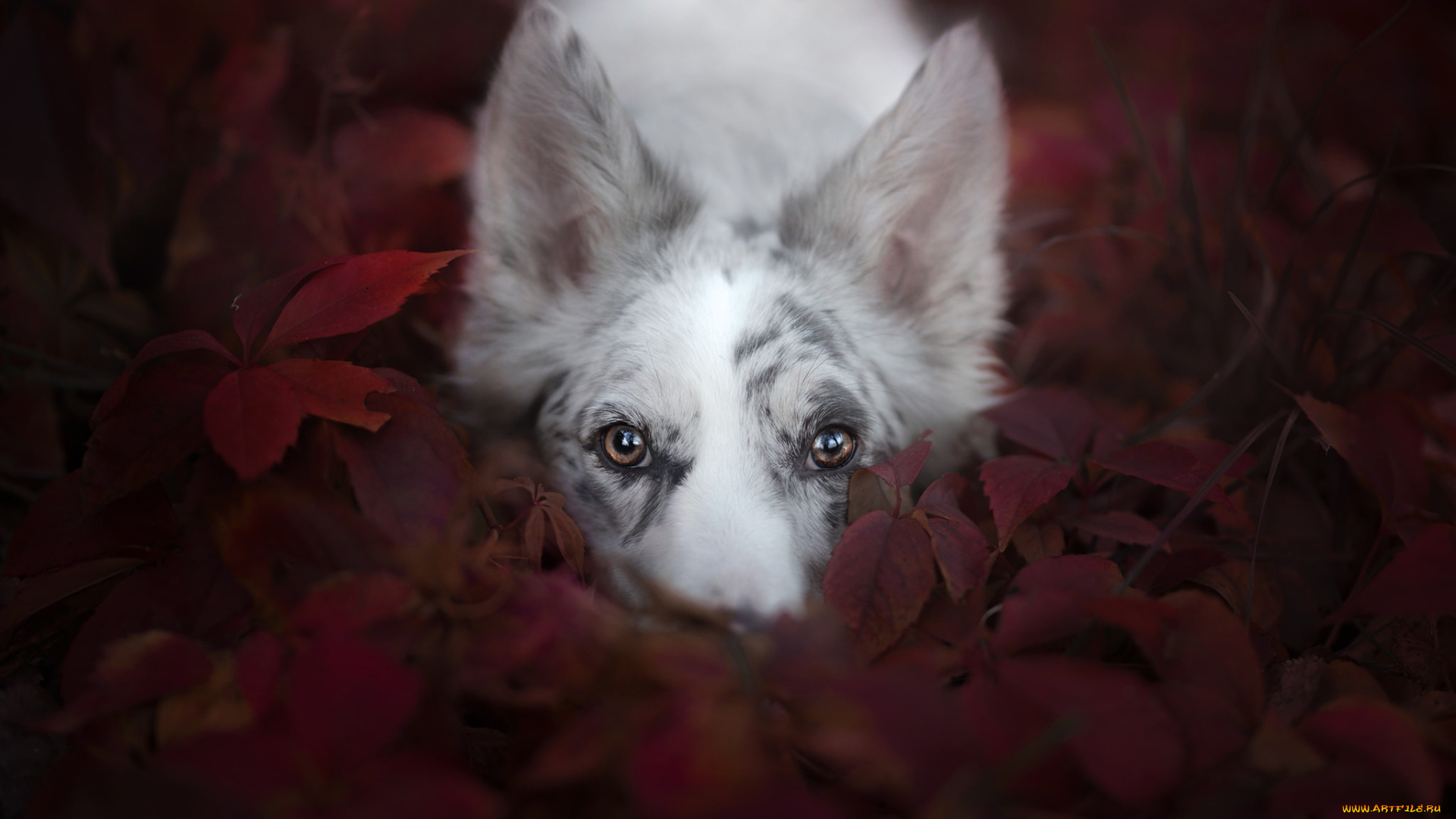 животные, собаки, взгляд, собака