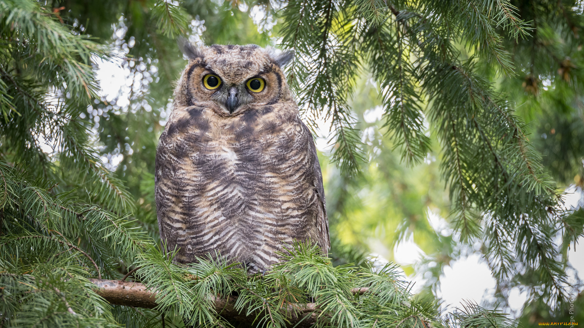 животные, совы, ель, птица, природа, сова