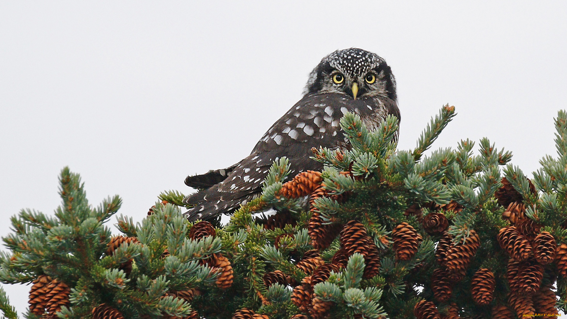 животные, совы, клюв, ястребиная, сова, птица, шишки