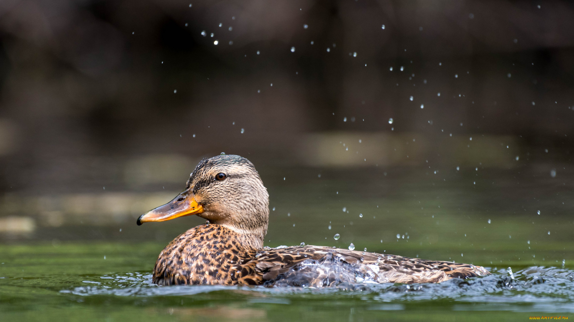 животные, утки, утка