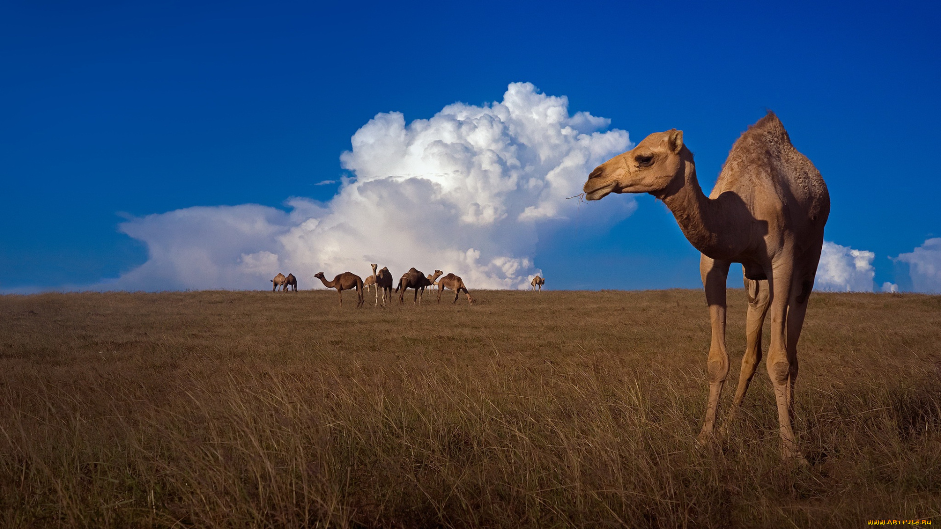 животные, верблюды, небо, природа