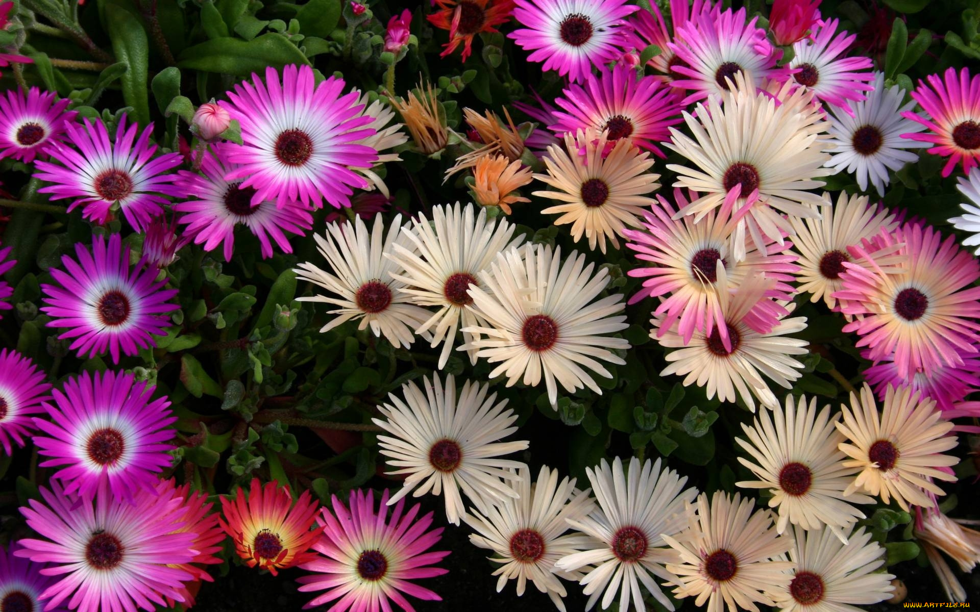 цветы, аизовые, много