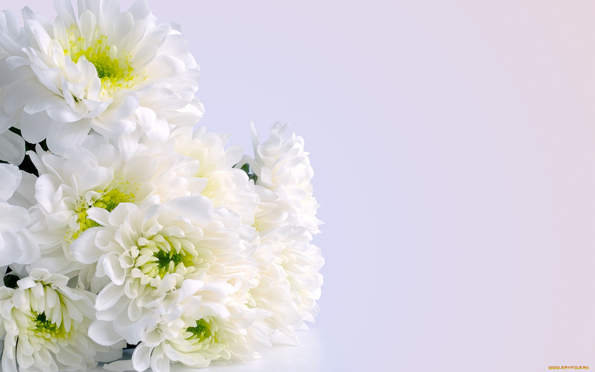 цветы, хризантемы, букет, белые, bouquet, white, flowers, chrysanthemum