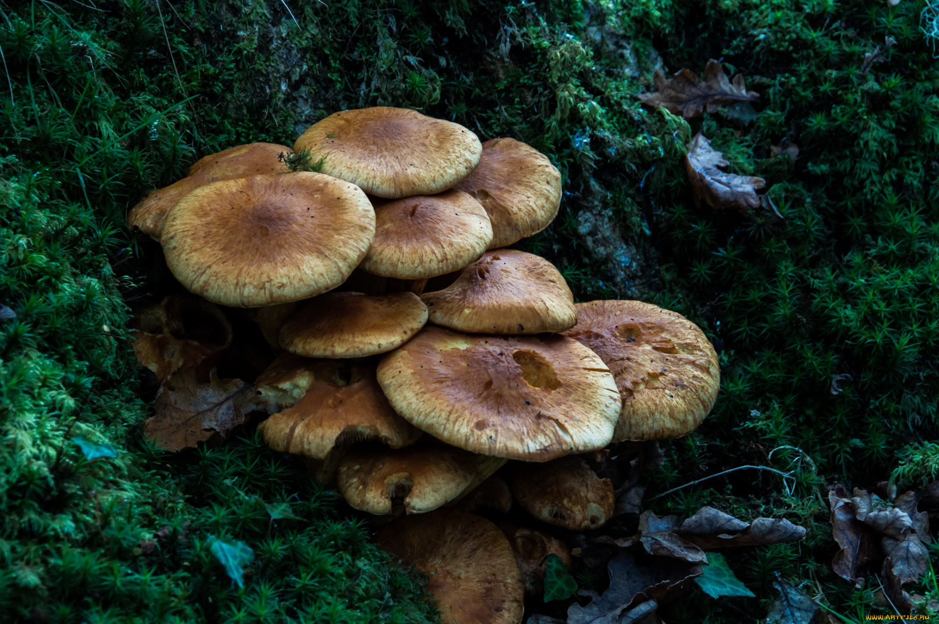 природа, грибы, лес