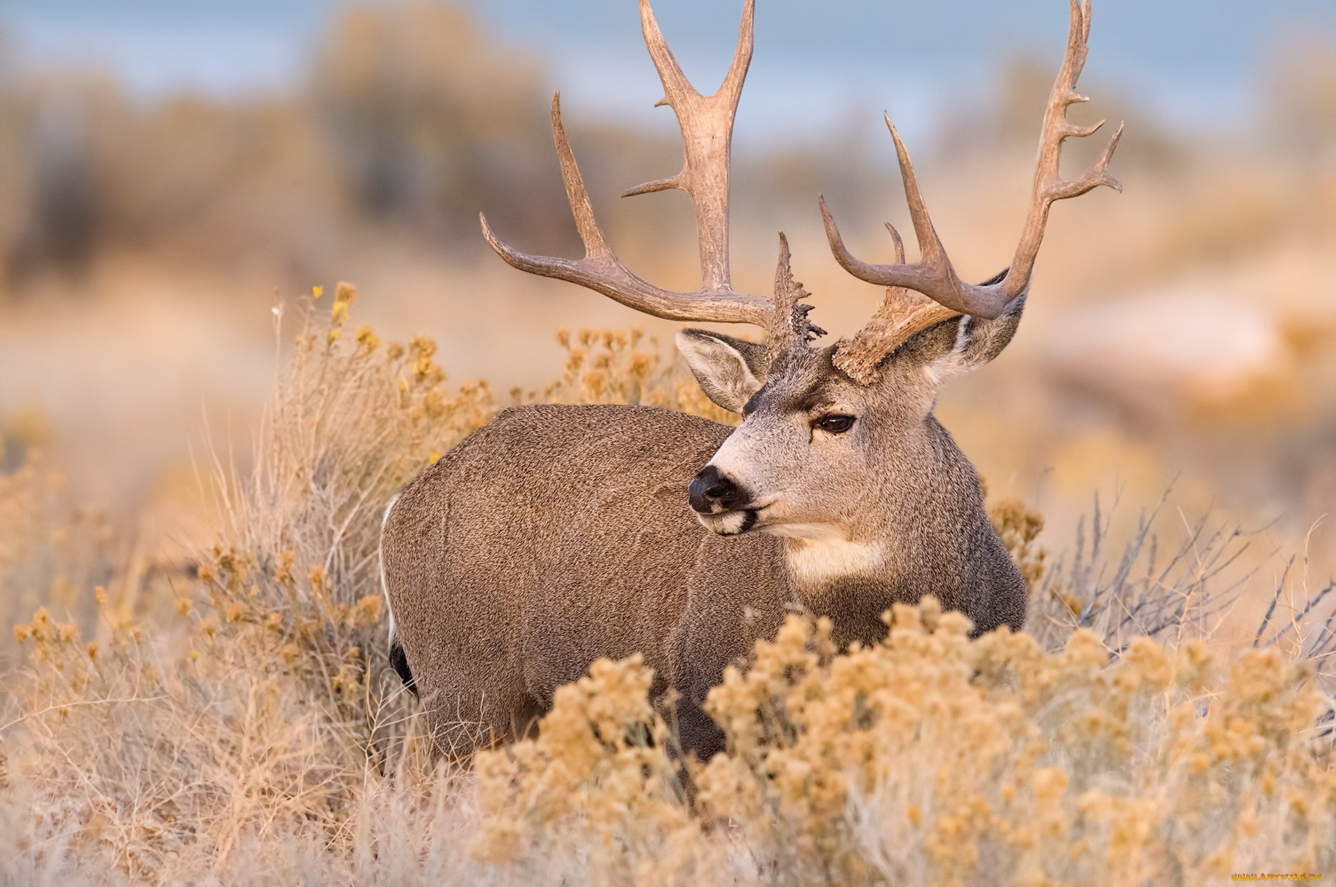 животные, олени, олень, осень, природа