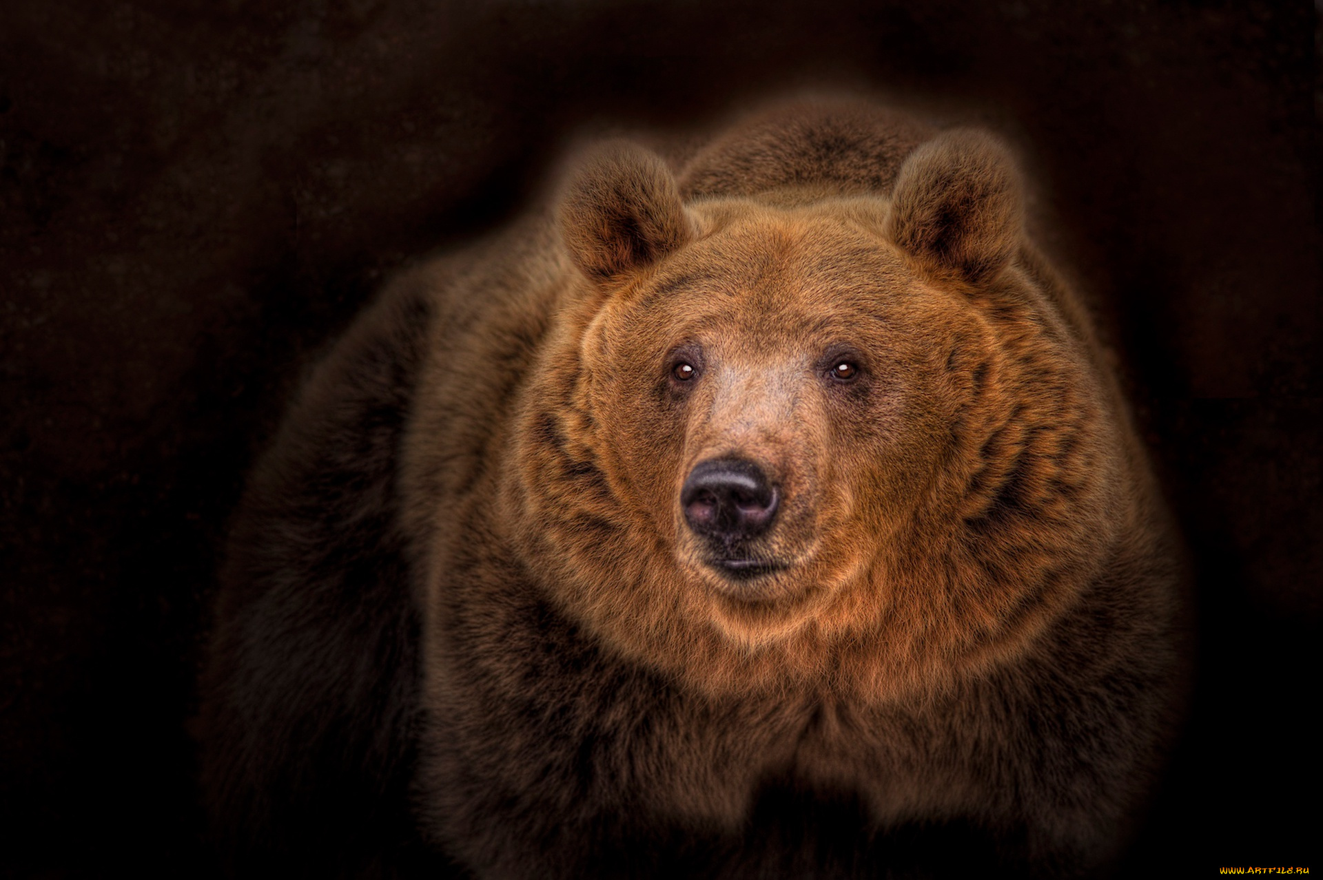 животные, медведи, медведь, топтыгин, тёмный, фон, портрет