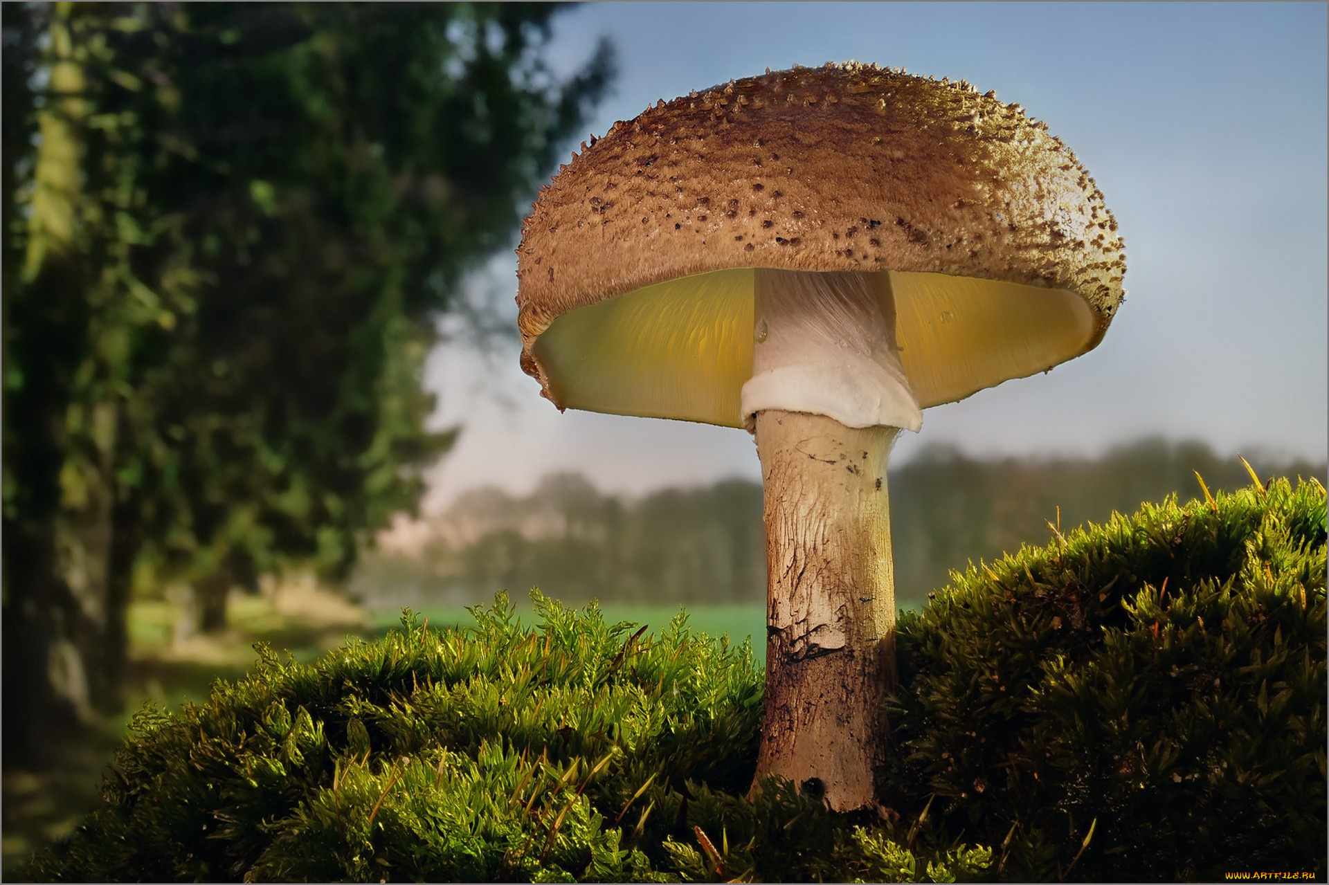 природа, грибы, лес