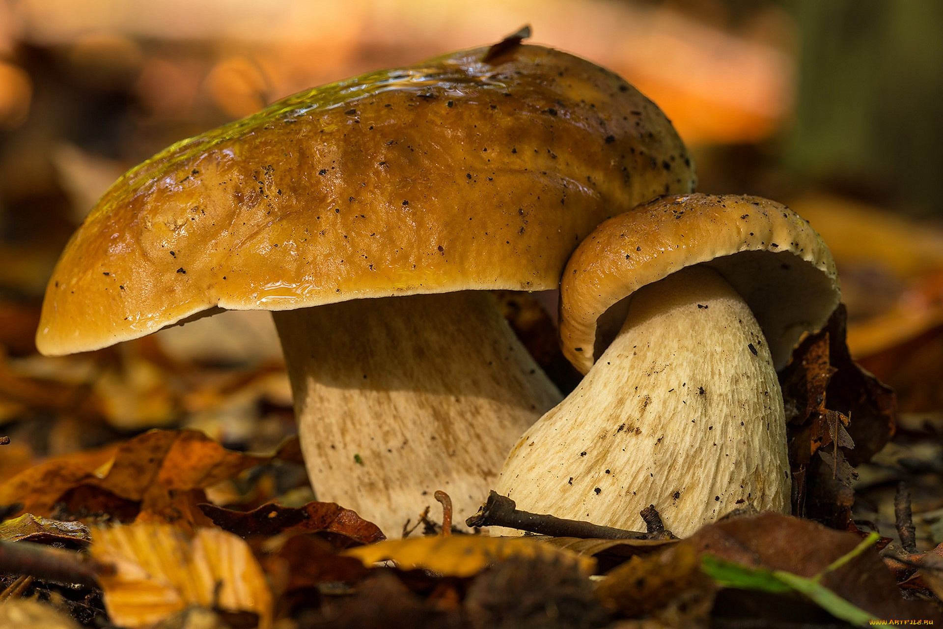 природа, грибы, лес