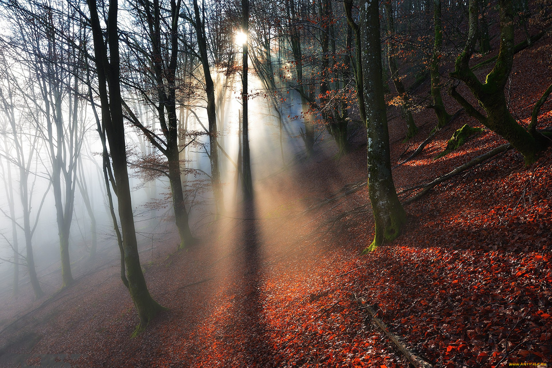 природа, лес, простор