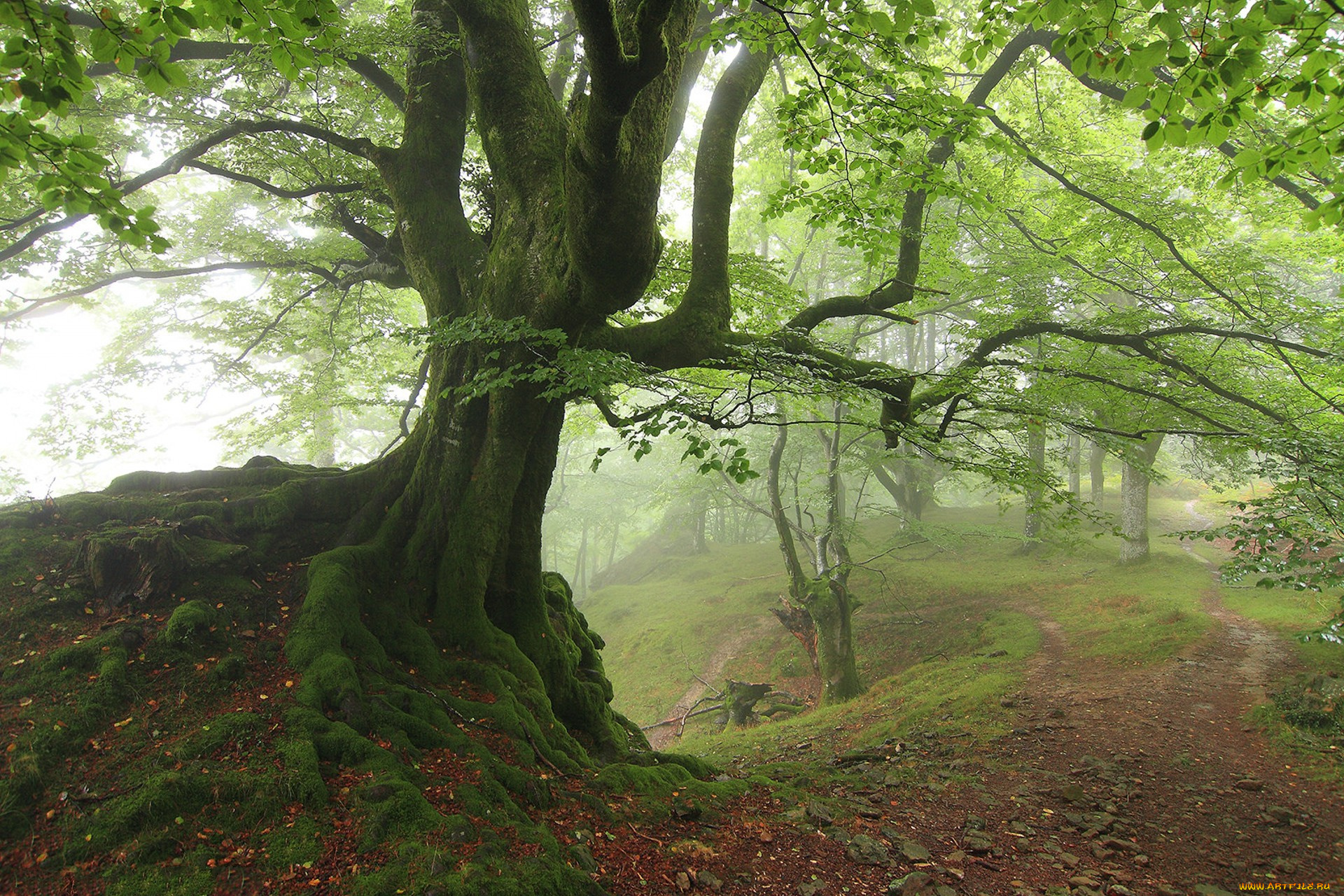 природа, лес, простор