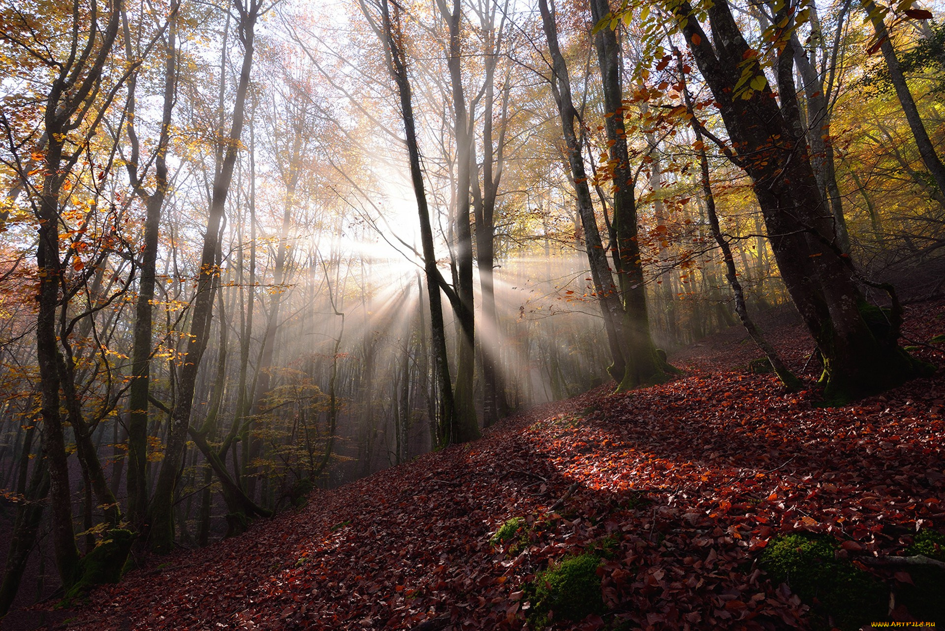 природа, лес, простор