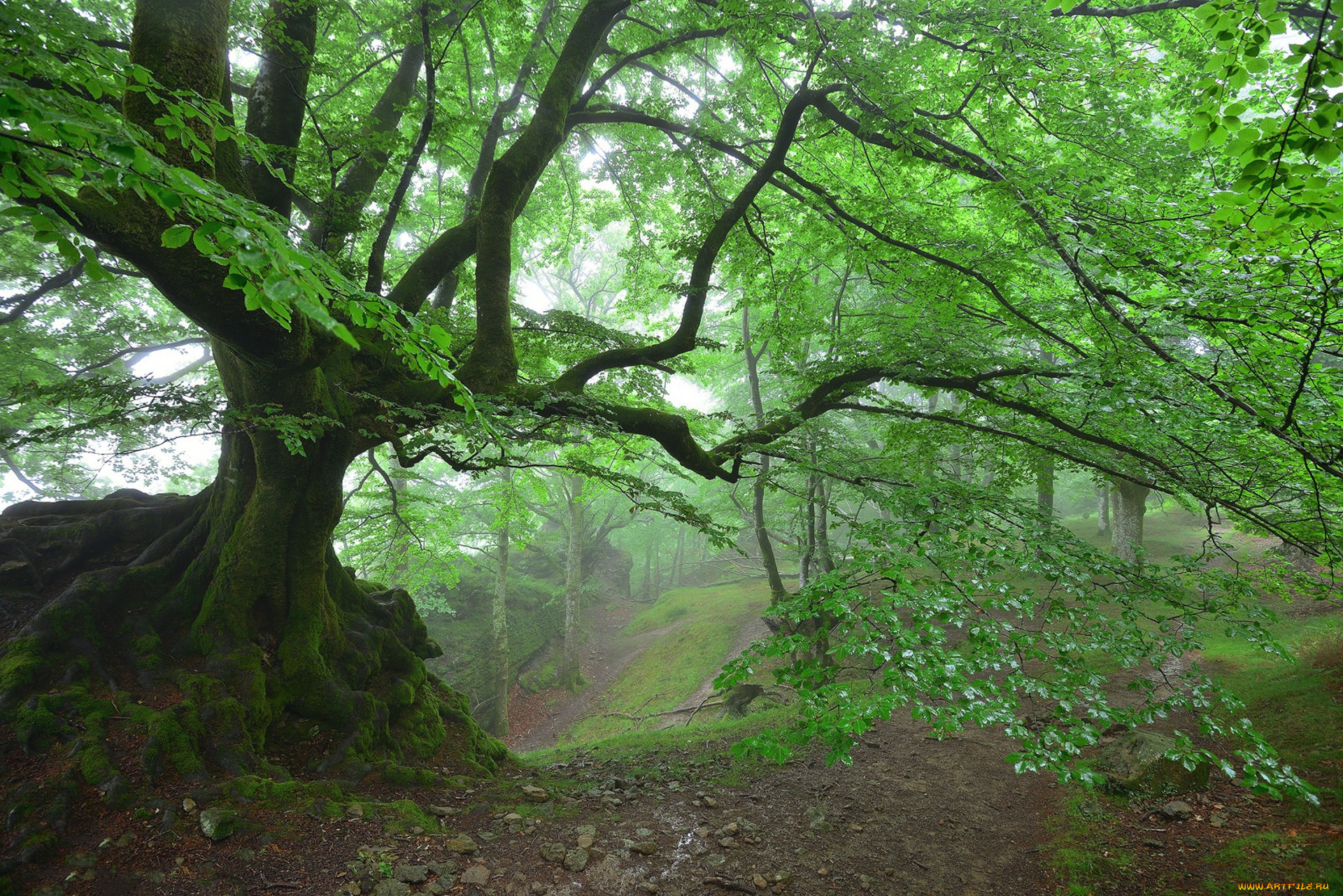 природа, лес, простор