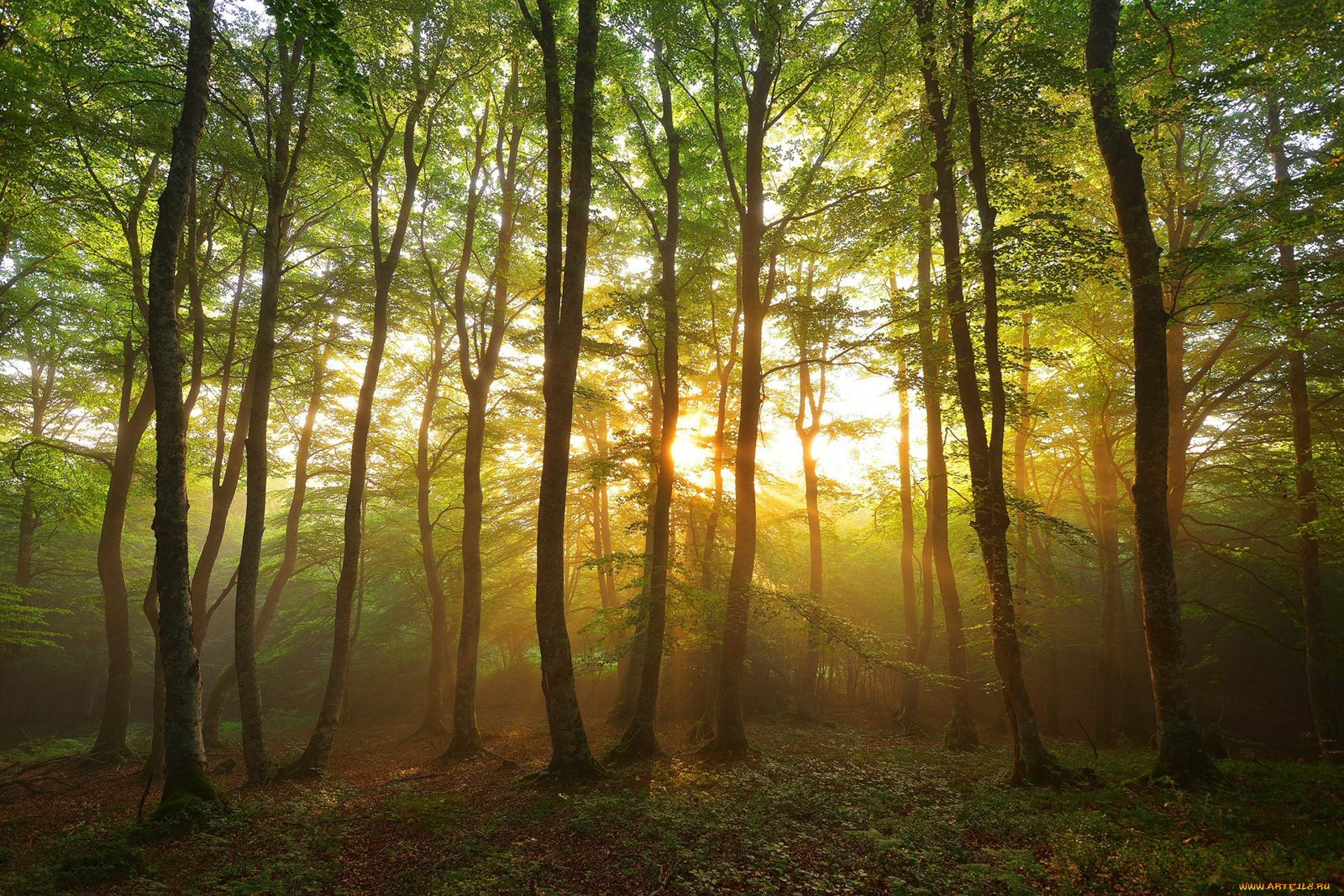 природа, лес, простор