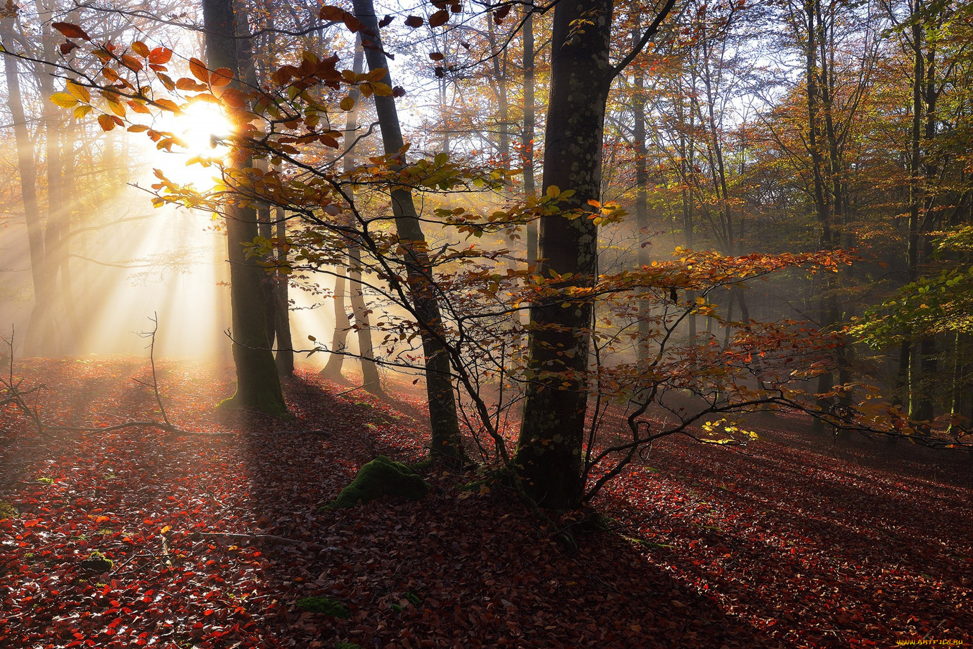 природа, лес, простор