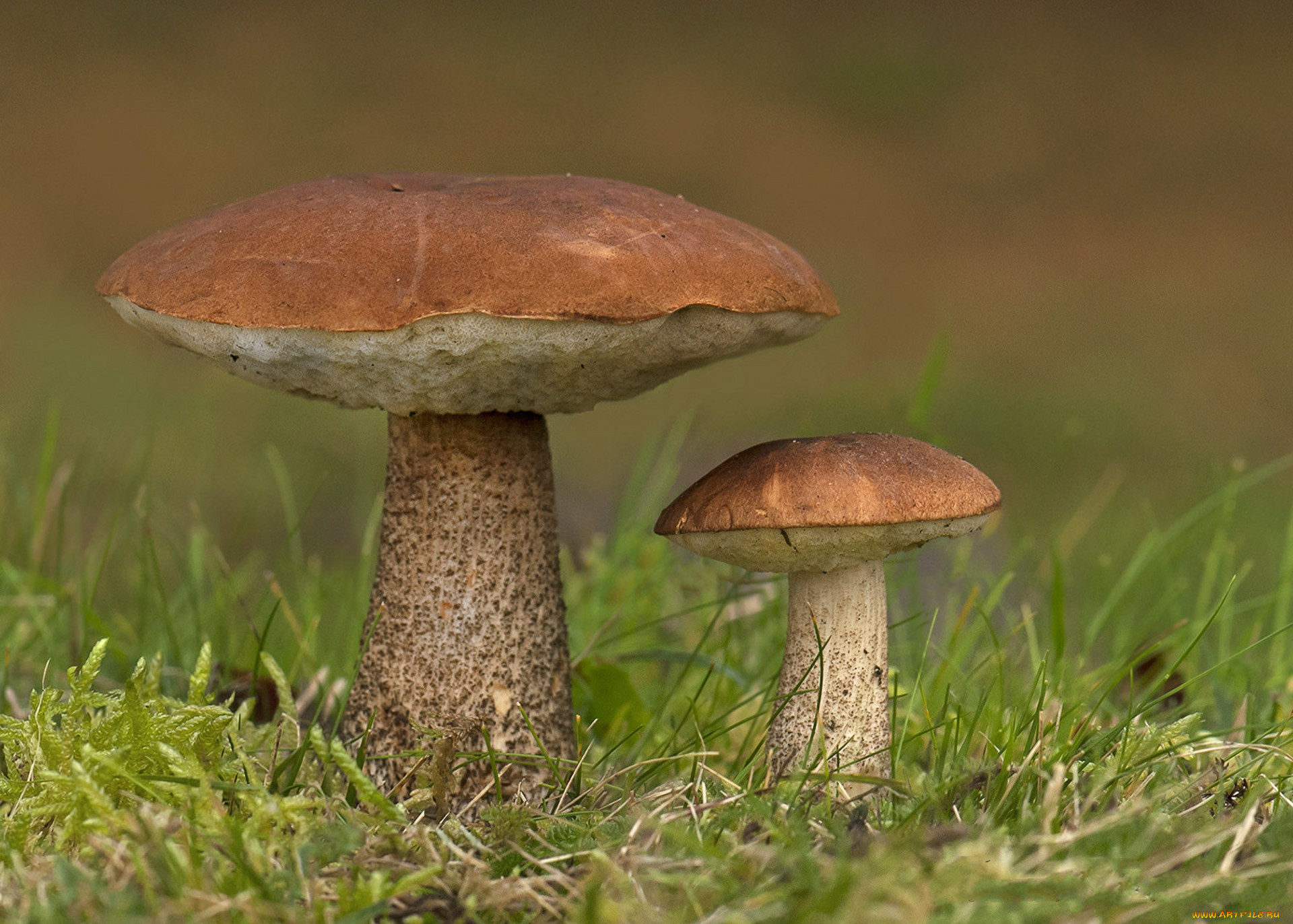 природа, грибы, лес