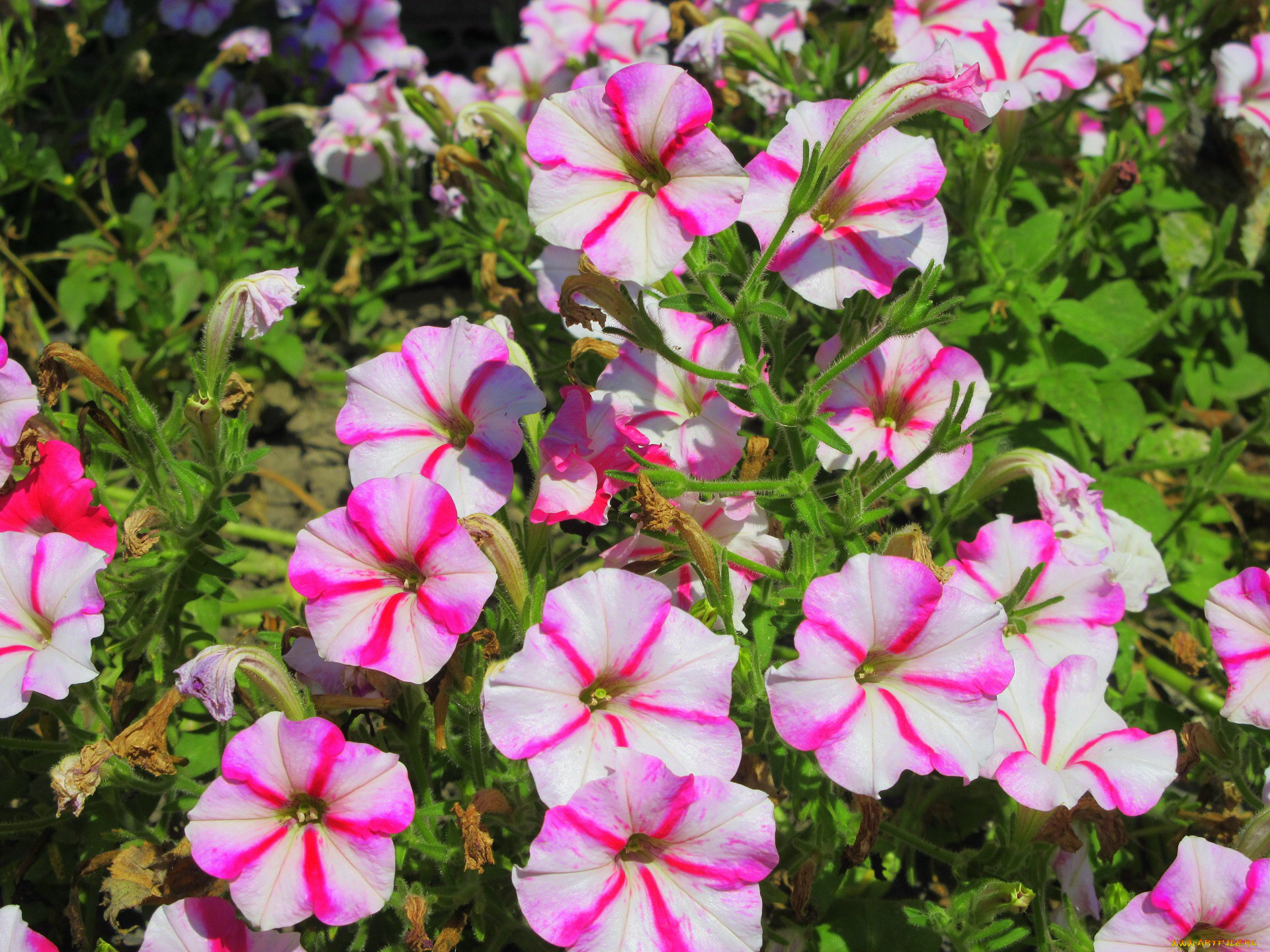 цветы, петунии, , калибрахоа