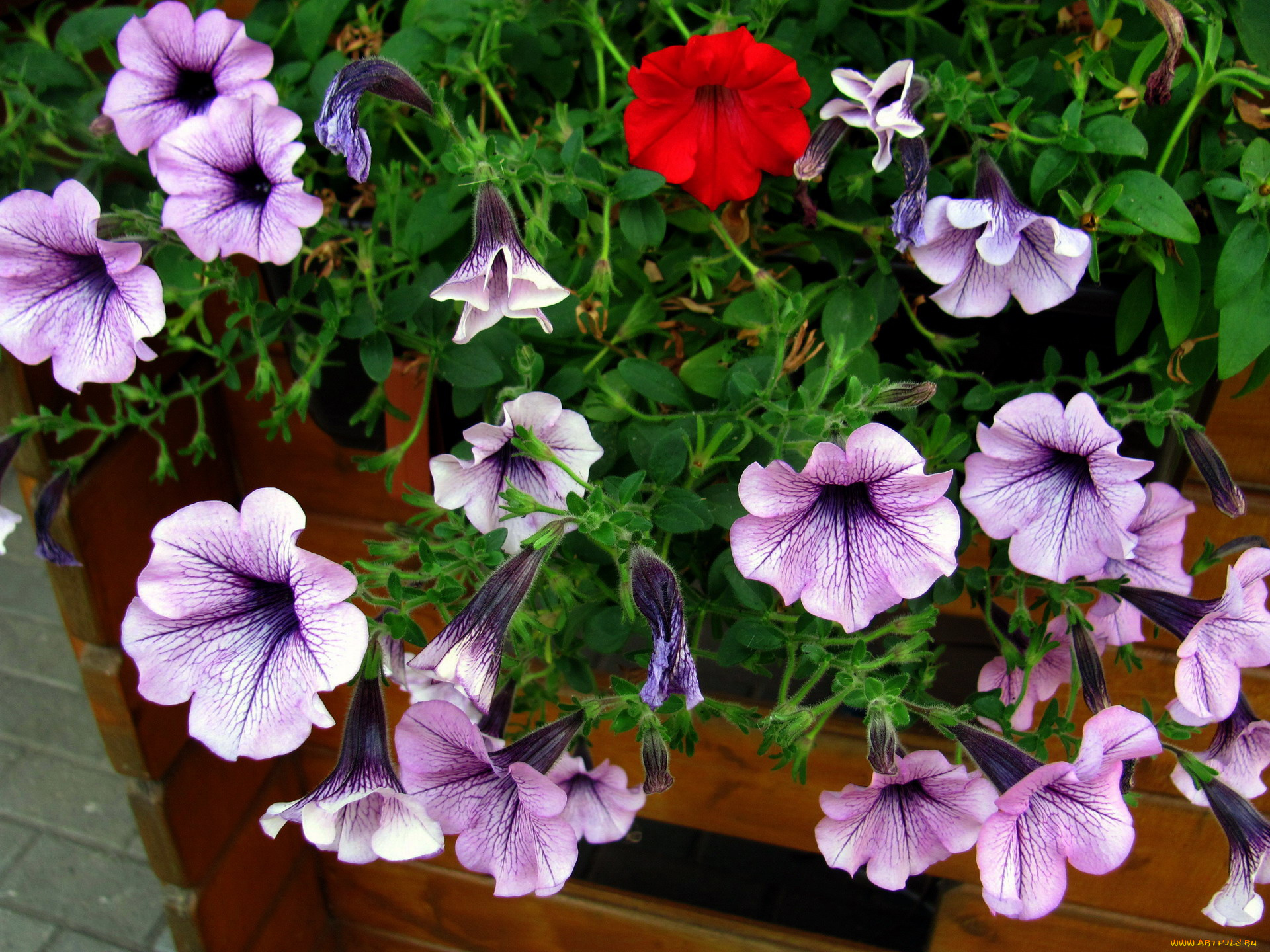 цветы, петунии, , калибрахоа, сурфиния