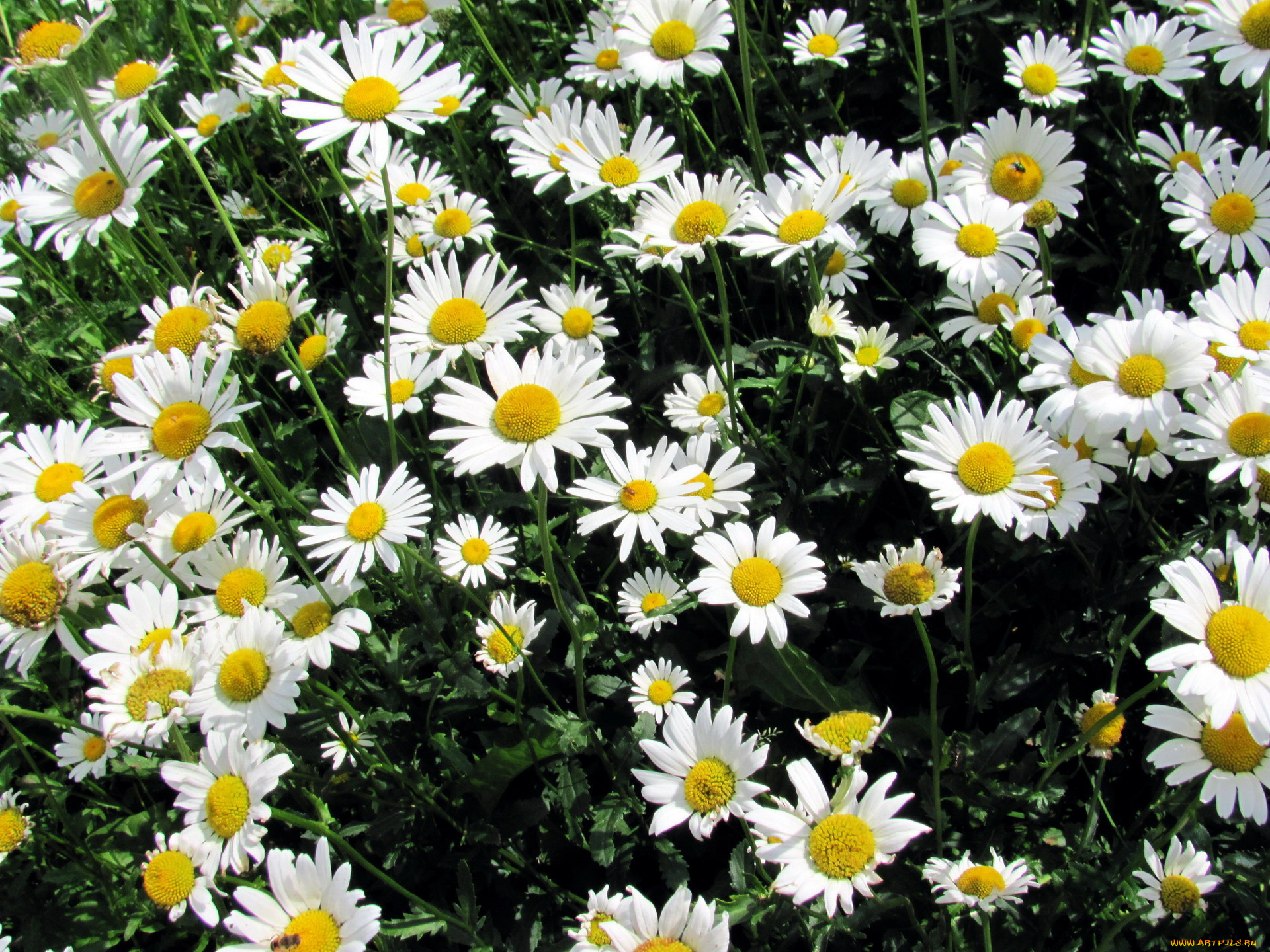 цветы, ромашки, белый