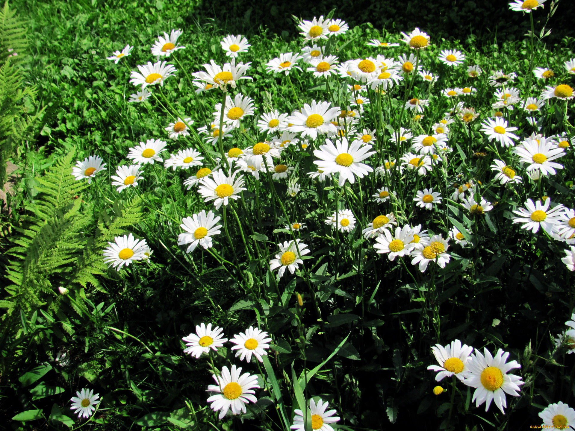 цветы, ромашки, белый