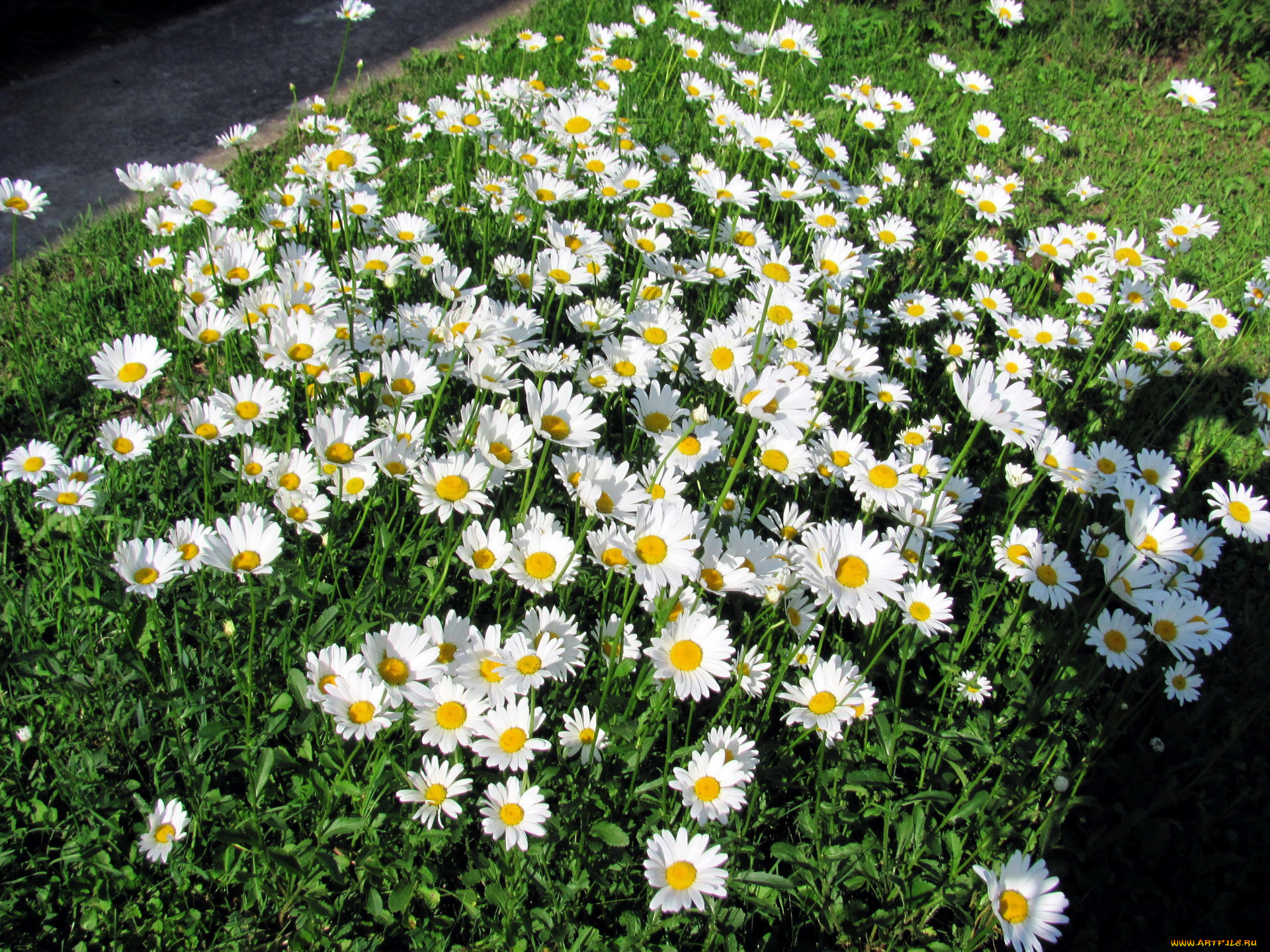 цветы, ромашки, белый