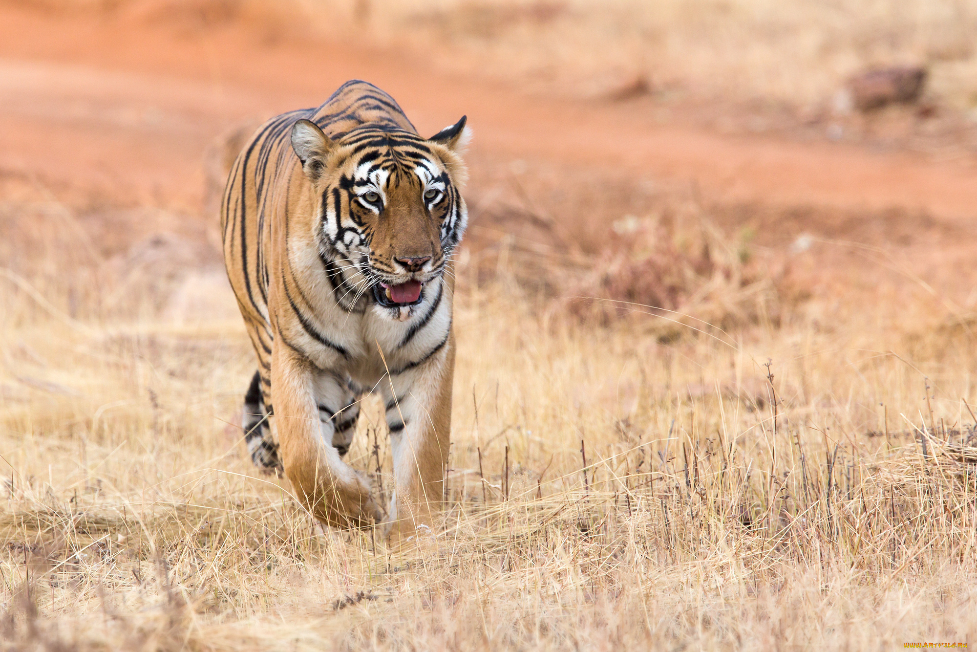 животные, тигры, природа, животное, тигр