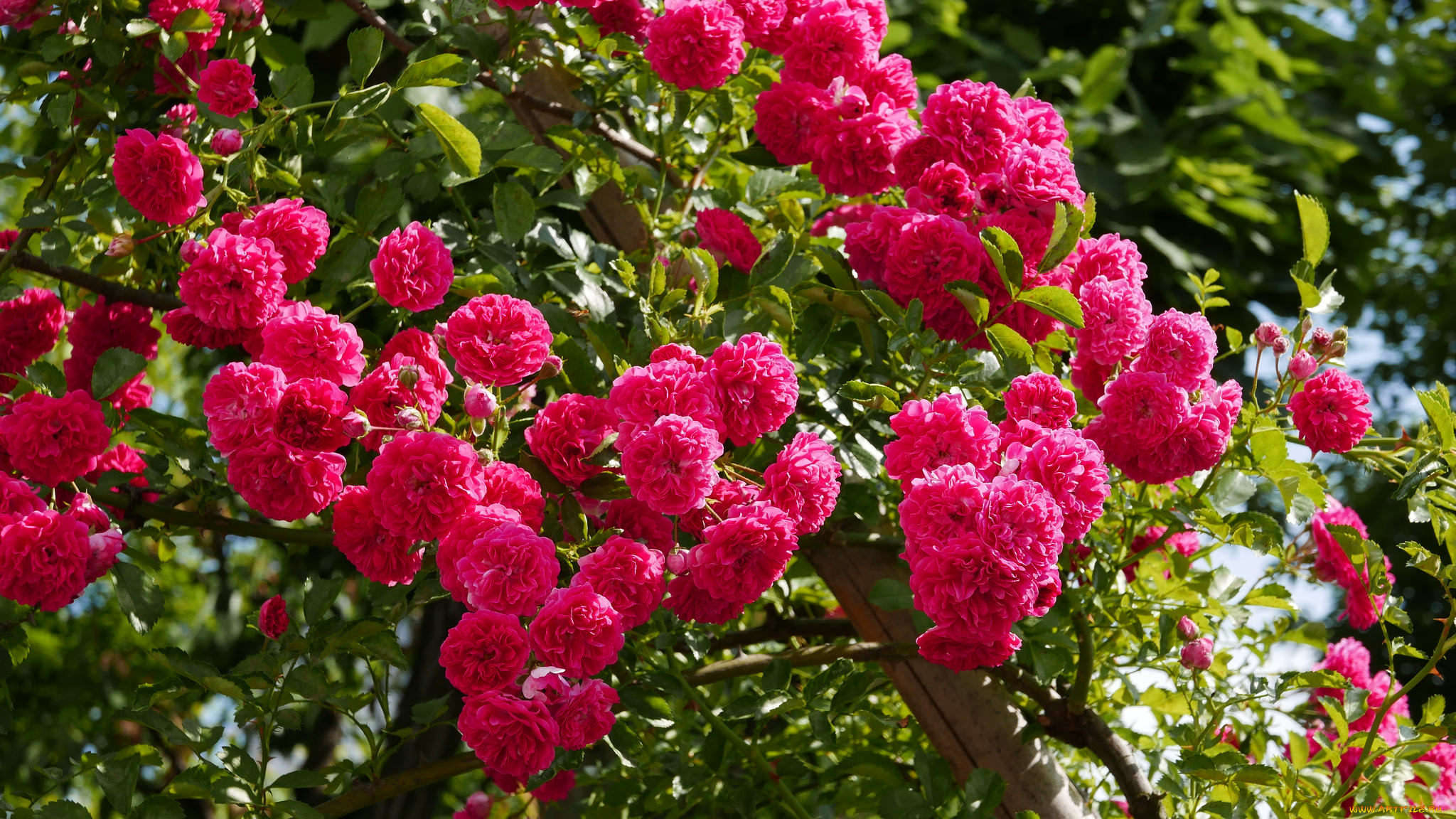 цветы, розы, petals, bud, rose, цветение, листья, лепестки, бутон, роза, blossoms, leaves