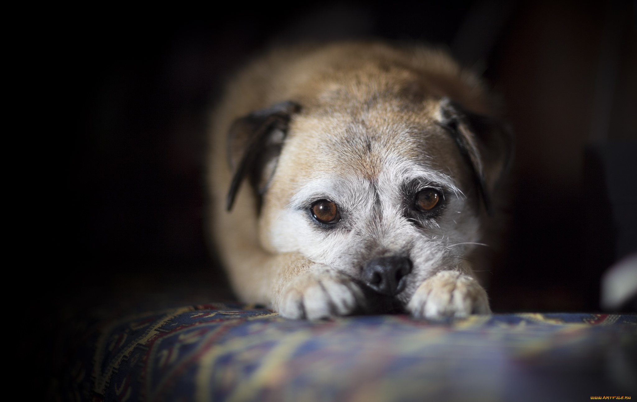 животные, собаки, взгляд, друг, собака
