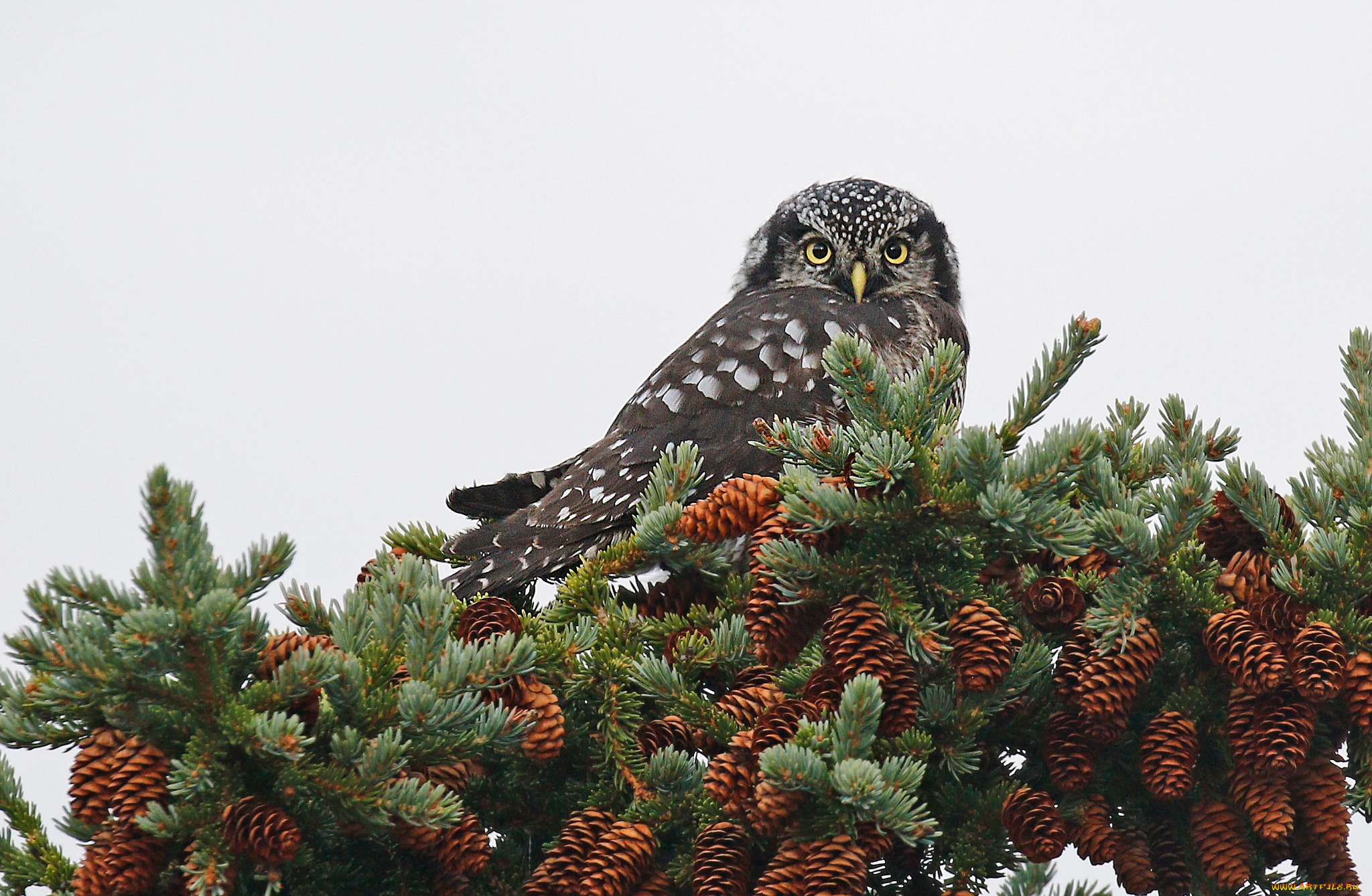 животные, совы, клюв, ястребиная, сова, птица, шишки