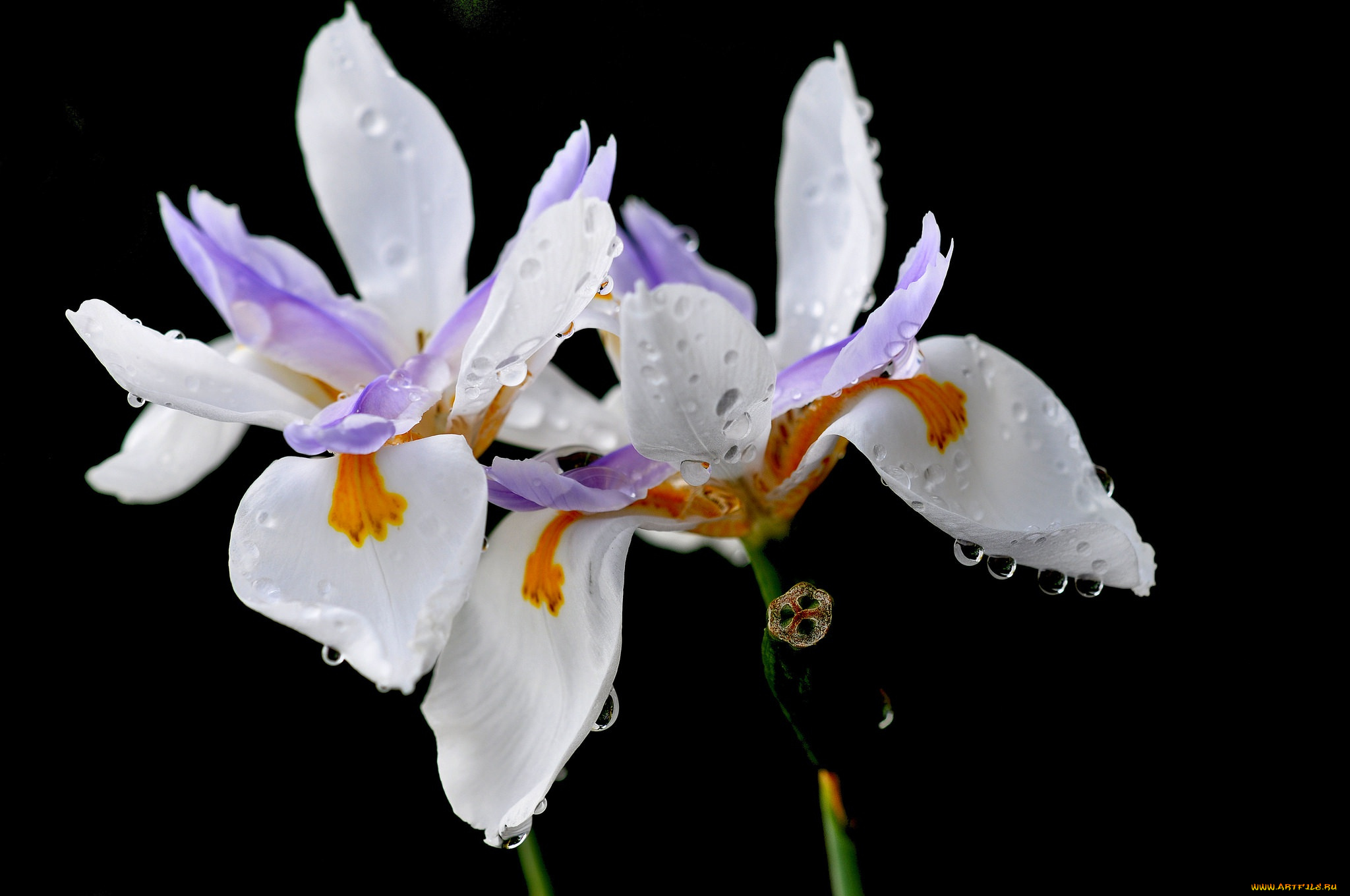 цветы, ирисы, ирис, капли, лепестки, роса