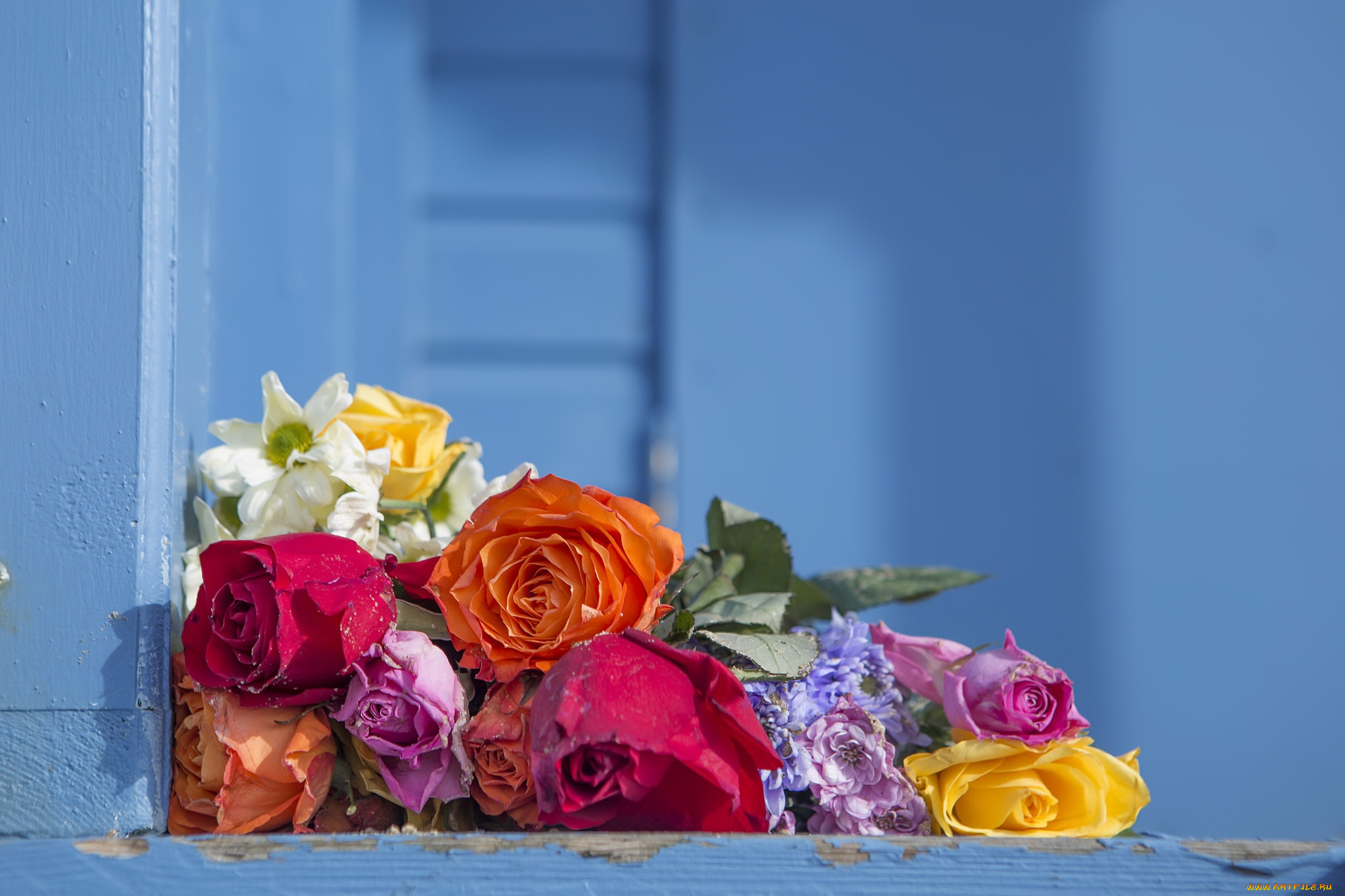 цветы, разные, вместе, фон, цвет