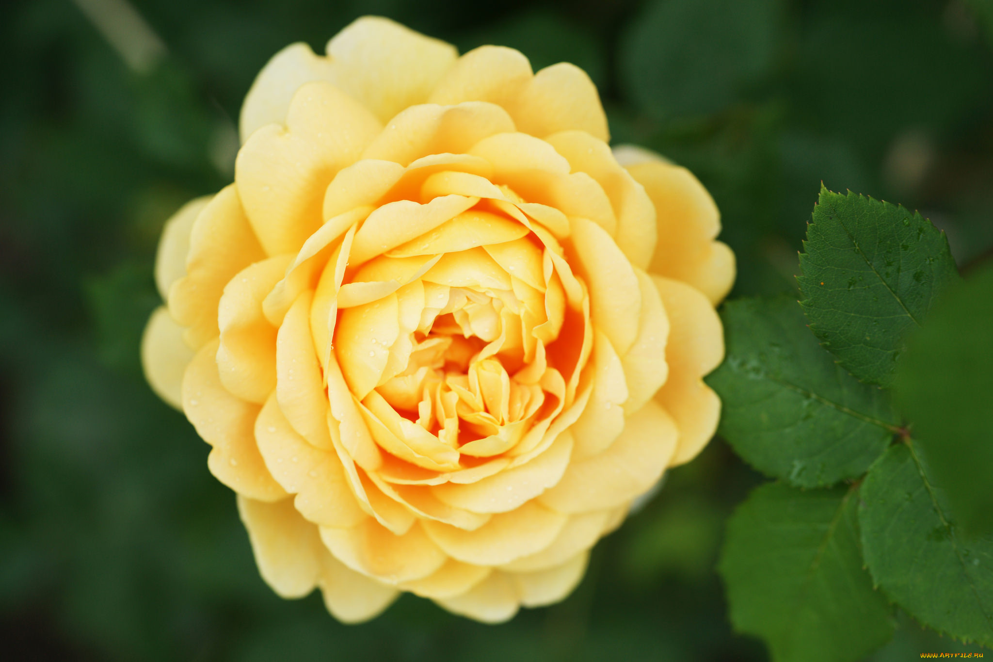 цветы, розы, листья, лепестки, бутон, роза, blossoms, leaves, petals, bud, rose, цветение