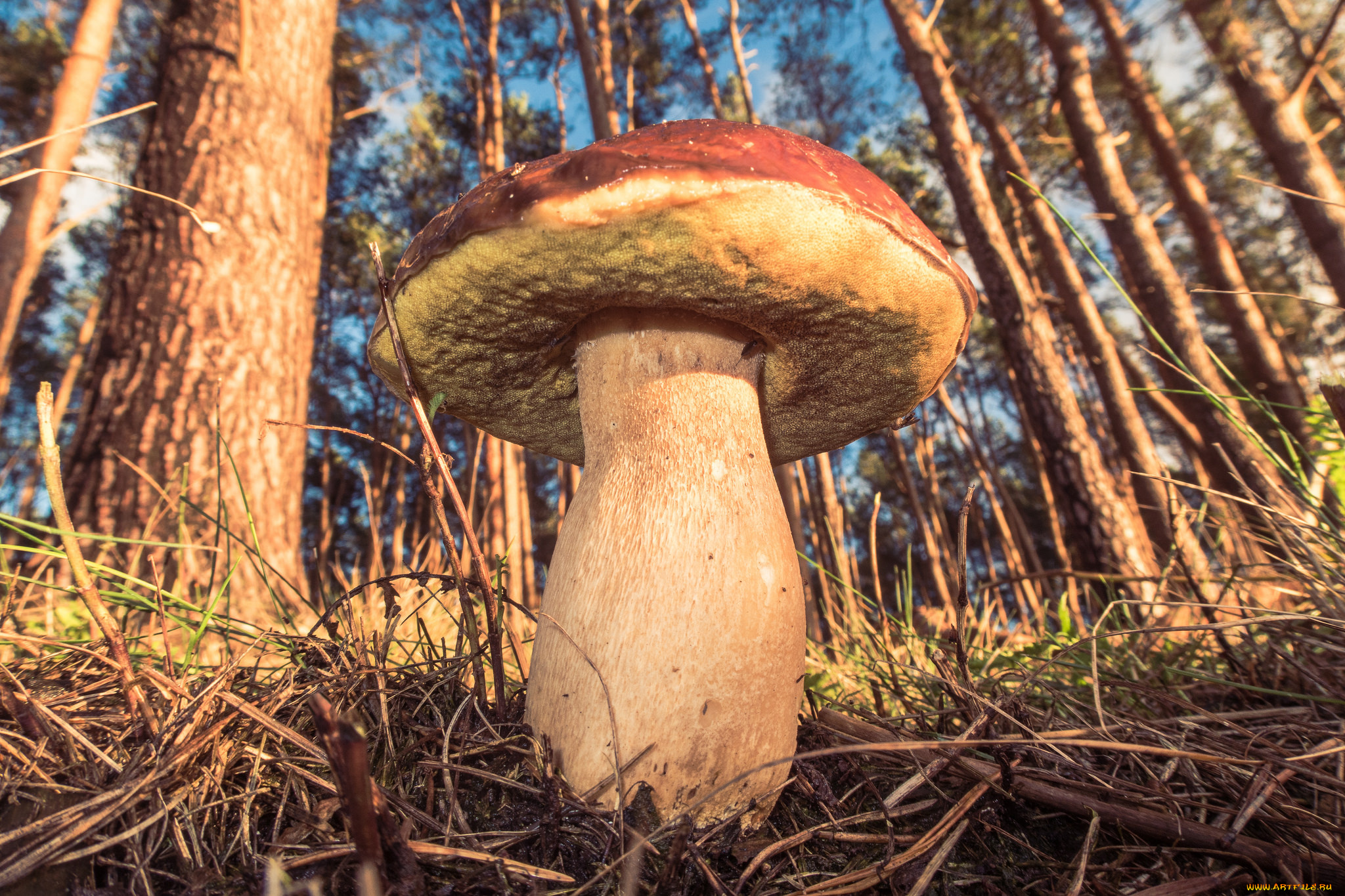 природа, грибы, лес